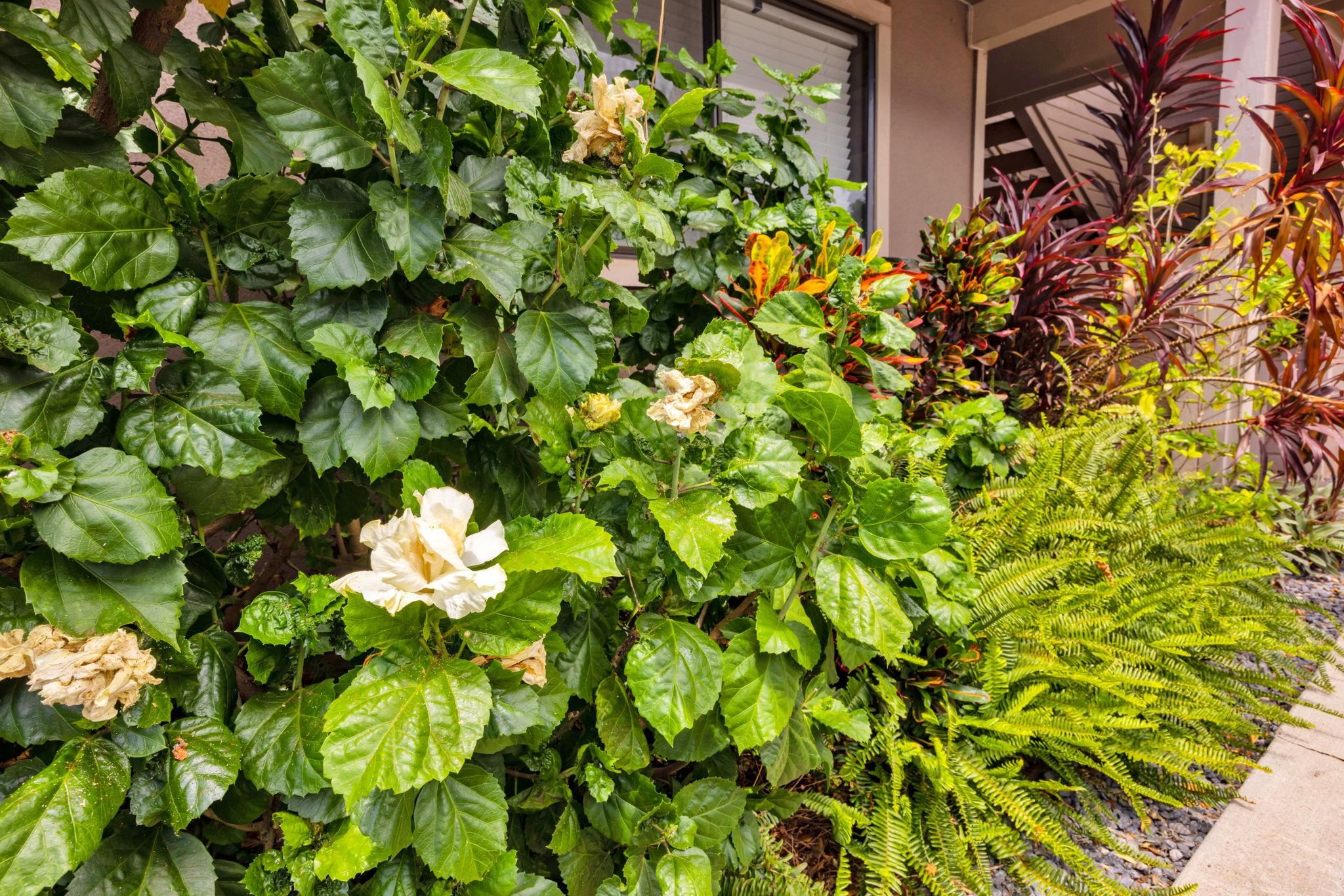 Kihei Shores condo # C-205, Kihei, Hawaii - photo 48 of 49