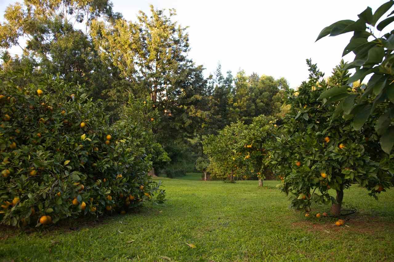 275  Hoopalua Dr Kula 200, Pukalani home - photo 27 of 30