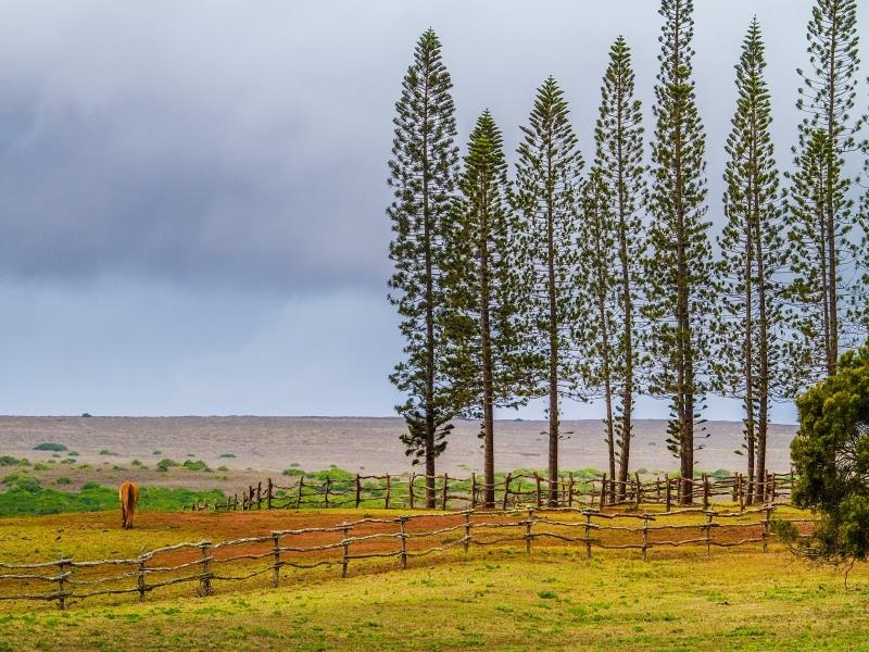 276 Hulopoe Dr  Lanai City, Hi vacant land for sale - photo 17 of 20