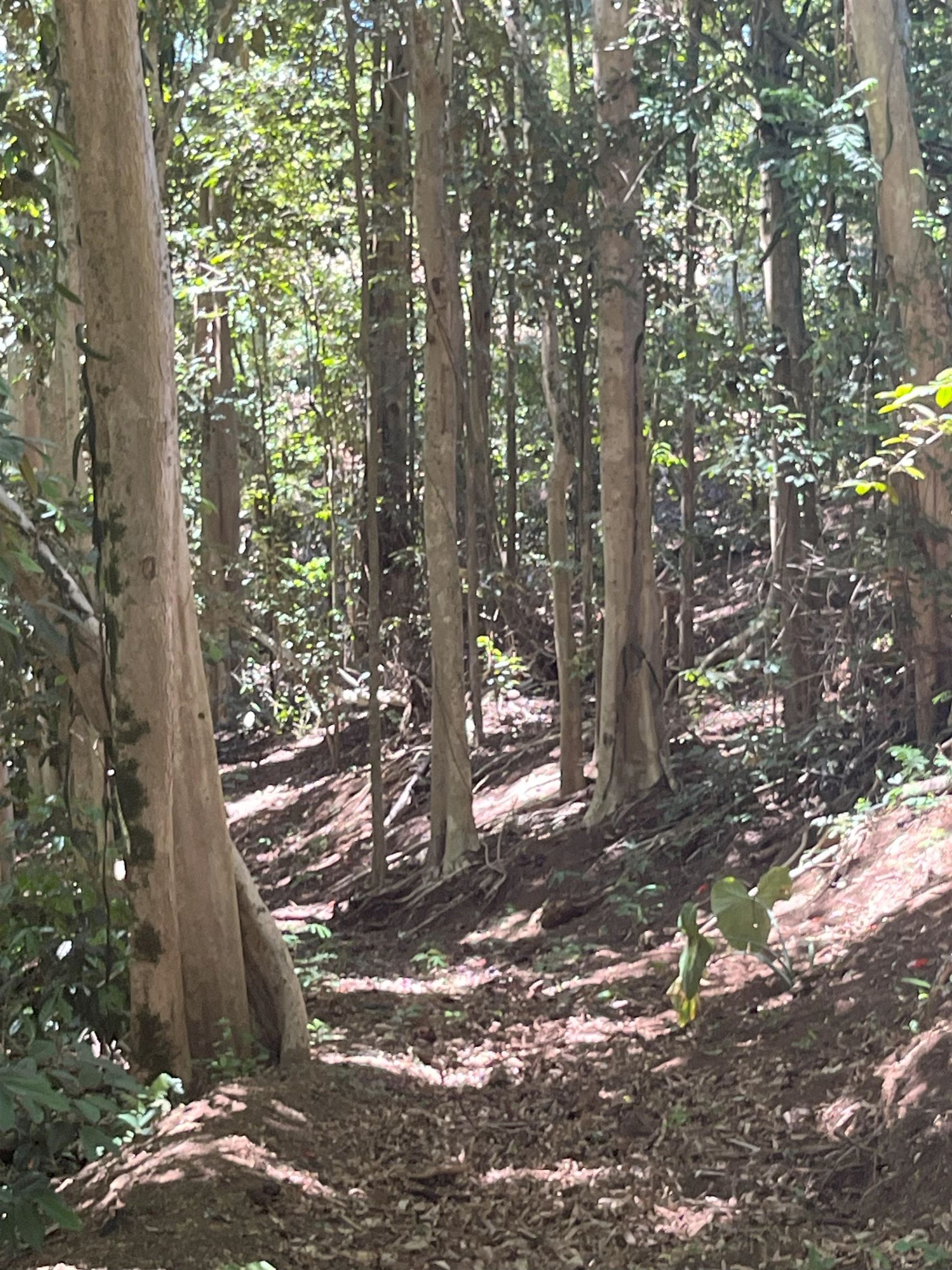 2762 Hana Hwy CPR B Haiku, Hi vacant land for sale - photo 11 of 21