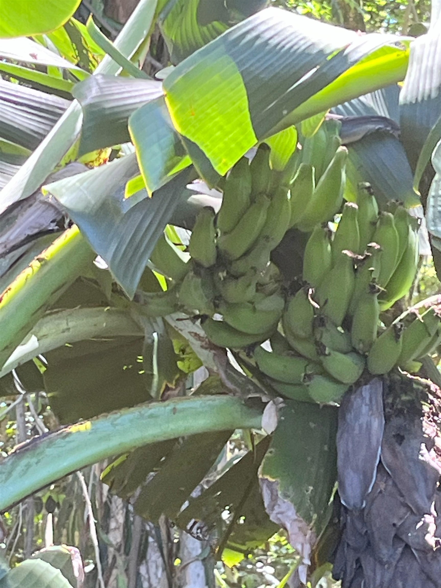 2762 Hana Hwy CPR B Haiku, Hi vacant land for sale - photo 12 of 21