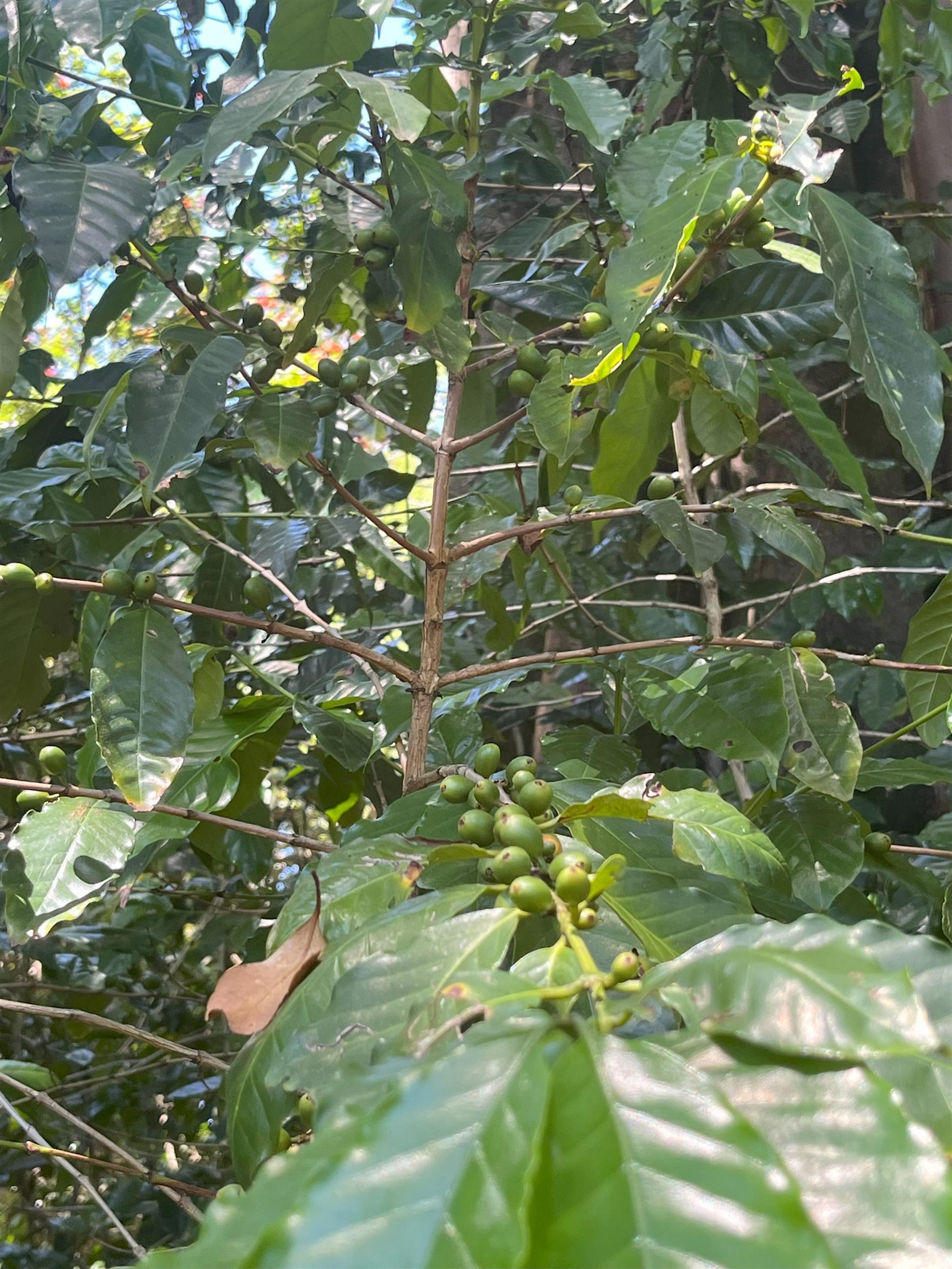 2762 Hana Hwy CPR B Haiku, Hi vacant land for sale - photo 13 of 21