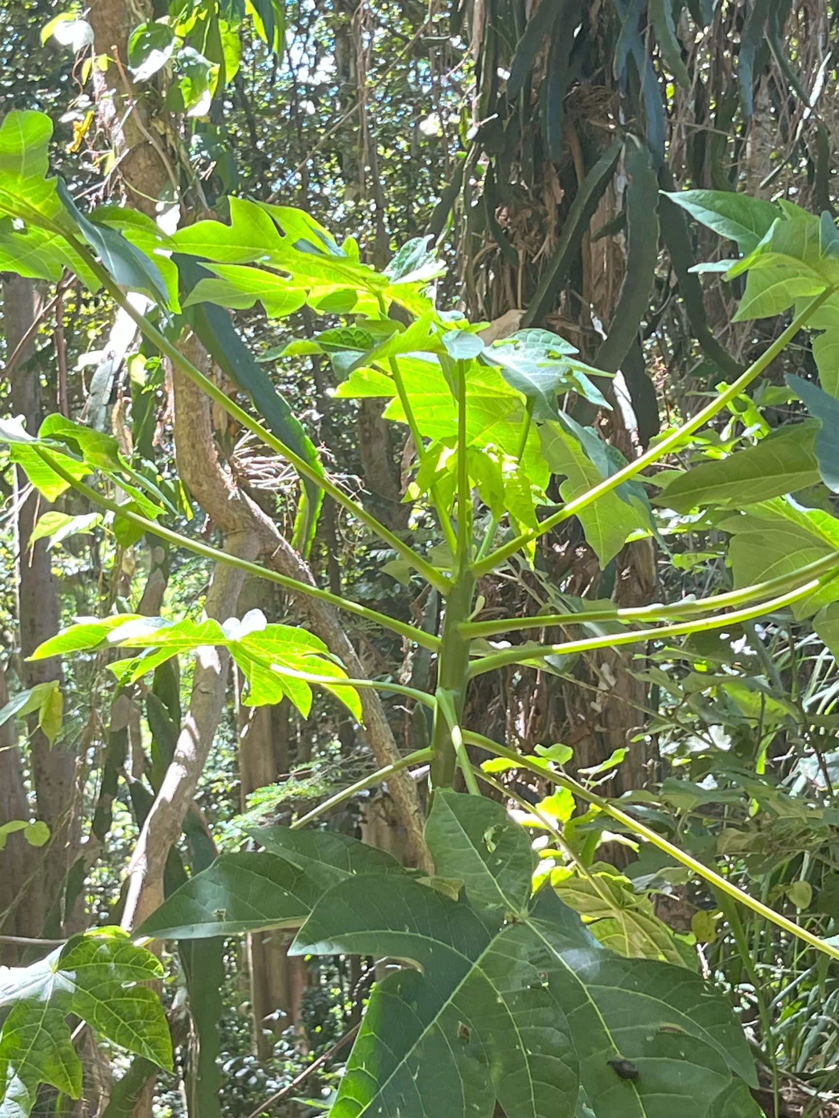 2762 Hana Hwy CPR B Haiku, Hi vacant land for sale - photo 14 of 21