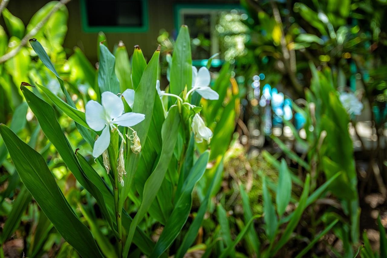 2770  Kauhikoalani Pl , Haiku home - photo 43 of 49