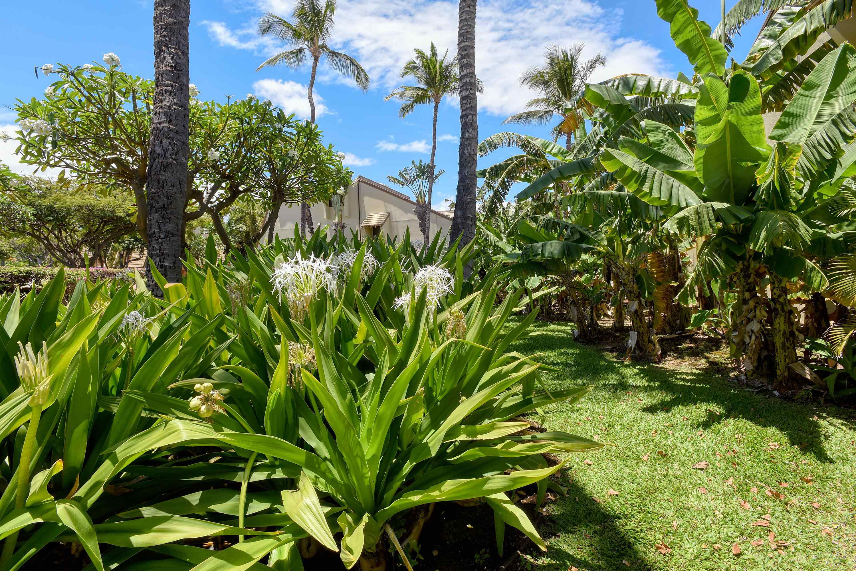 Maui Kamaole condo # J101, Kihei, Hawaii - photo 9 of 24