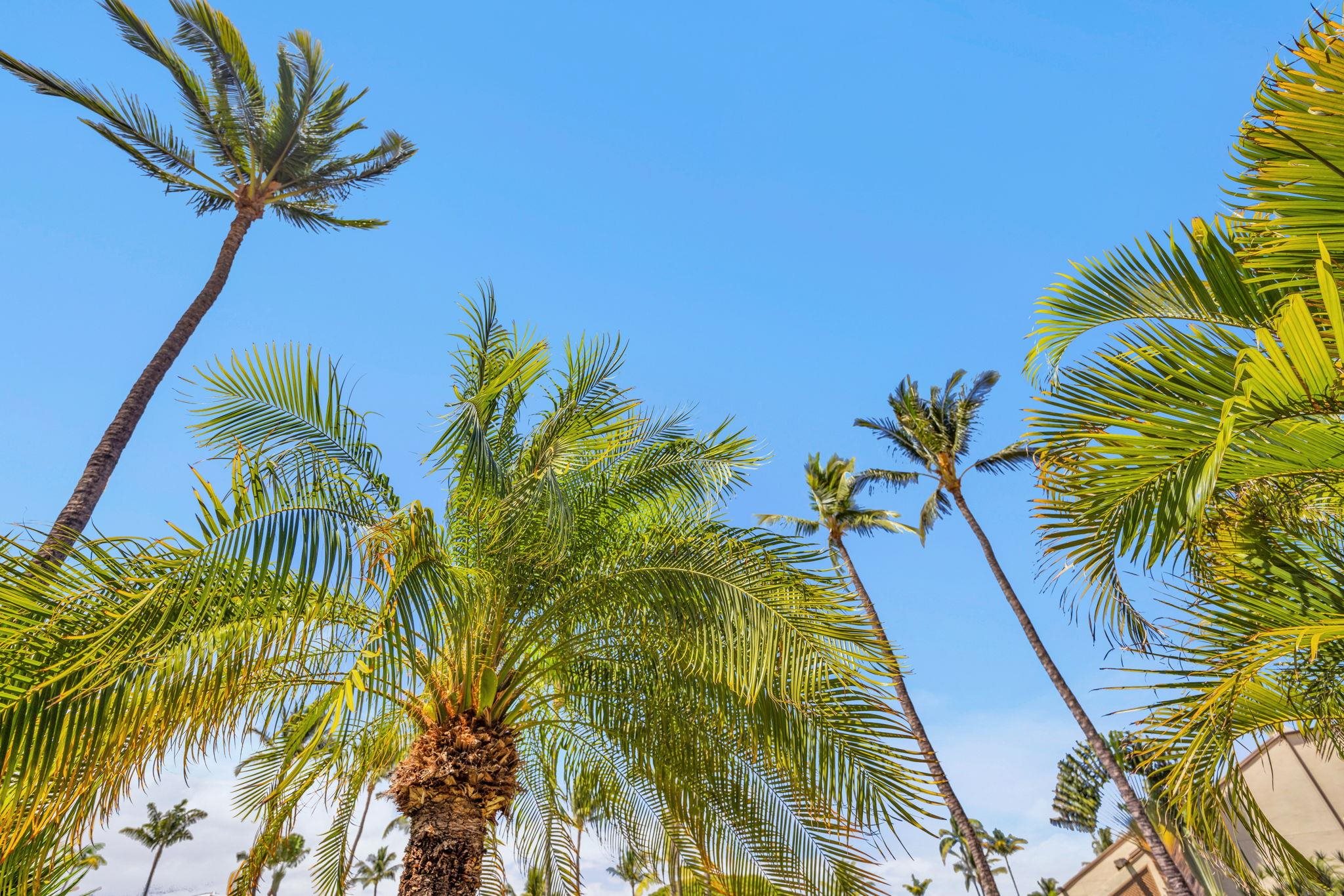 Maui Kamaole condo # L-105, Kihei, Hawaii - photo 38 of 48