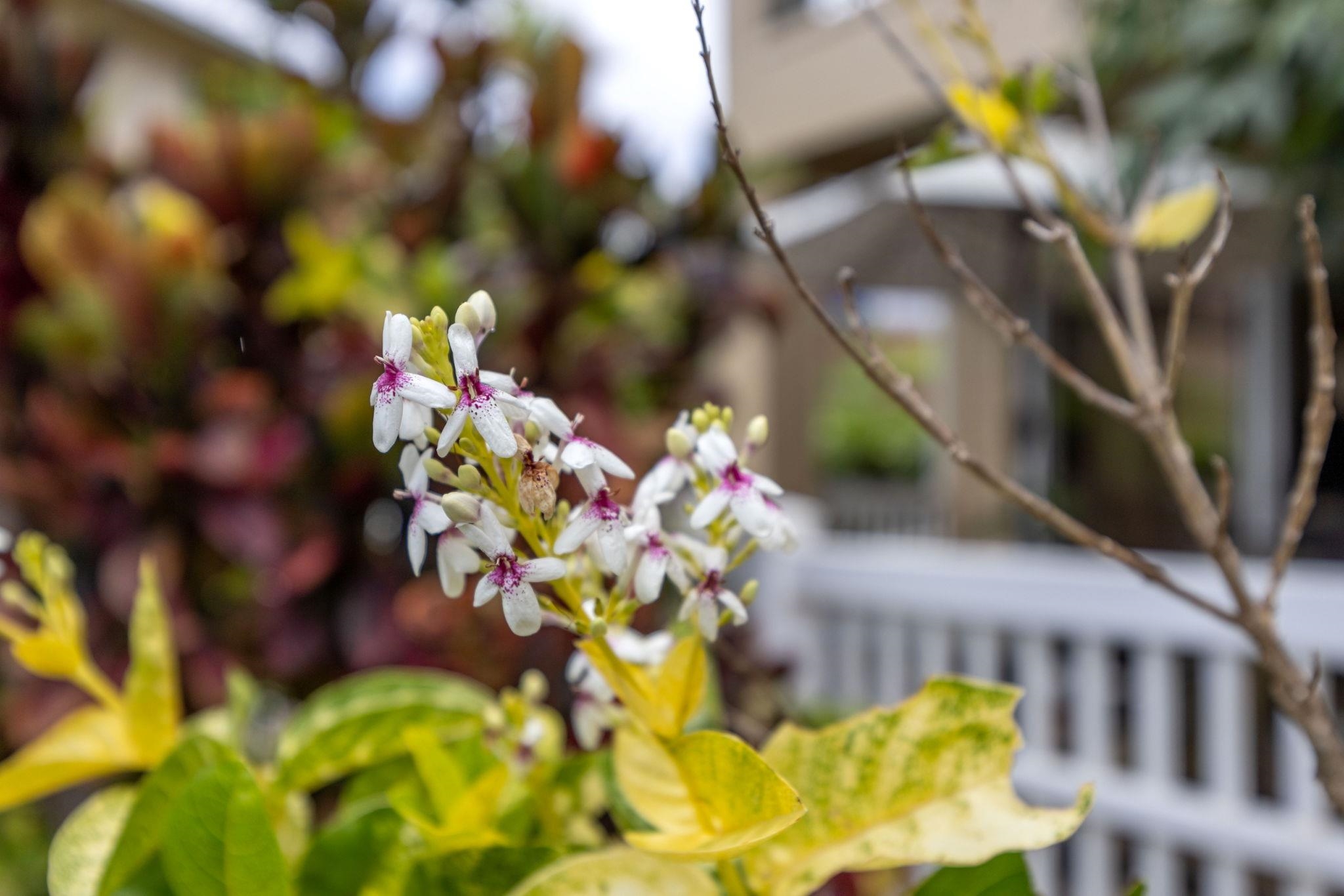 Napili Villas condo # 17-1, Lahaina, Hawaii - photo 29 of 35