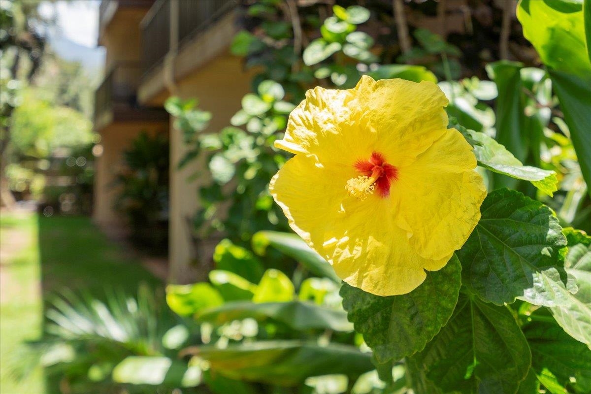 Hono Kai condo # B-17, Wailuku, Hawaii - photo 20 of 38