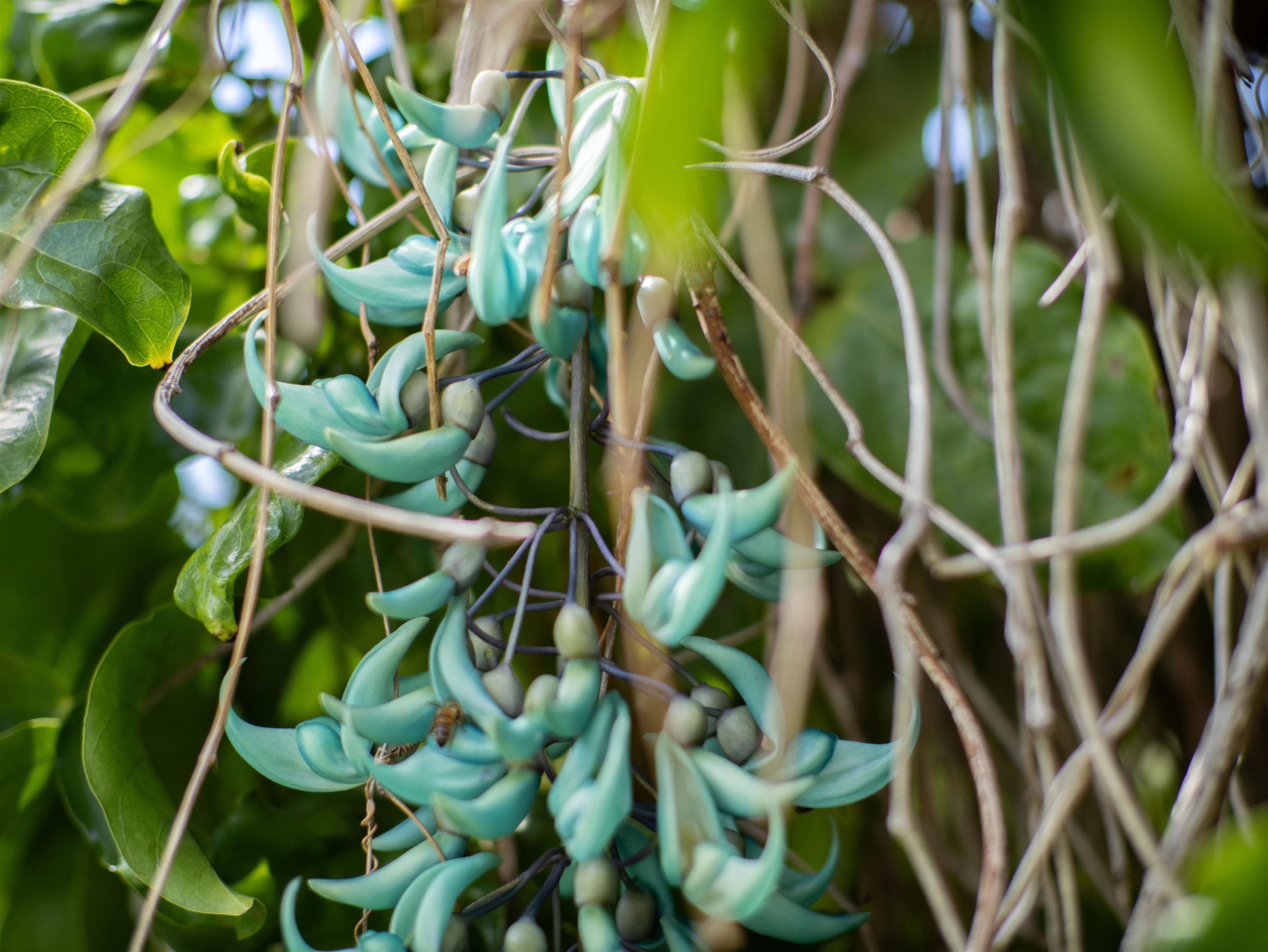 2858  Puu Hoolai St Kihei, Kihei home - photo 31 of 49