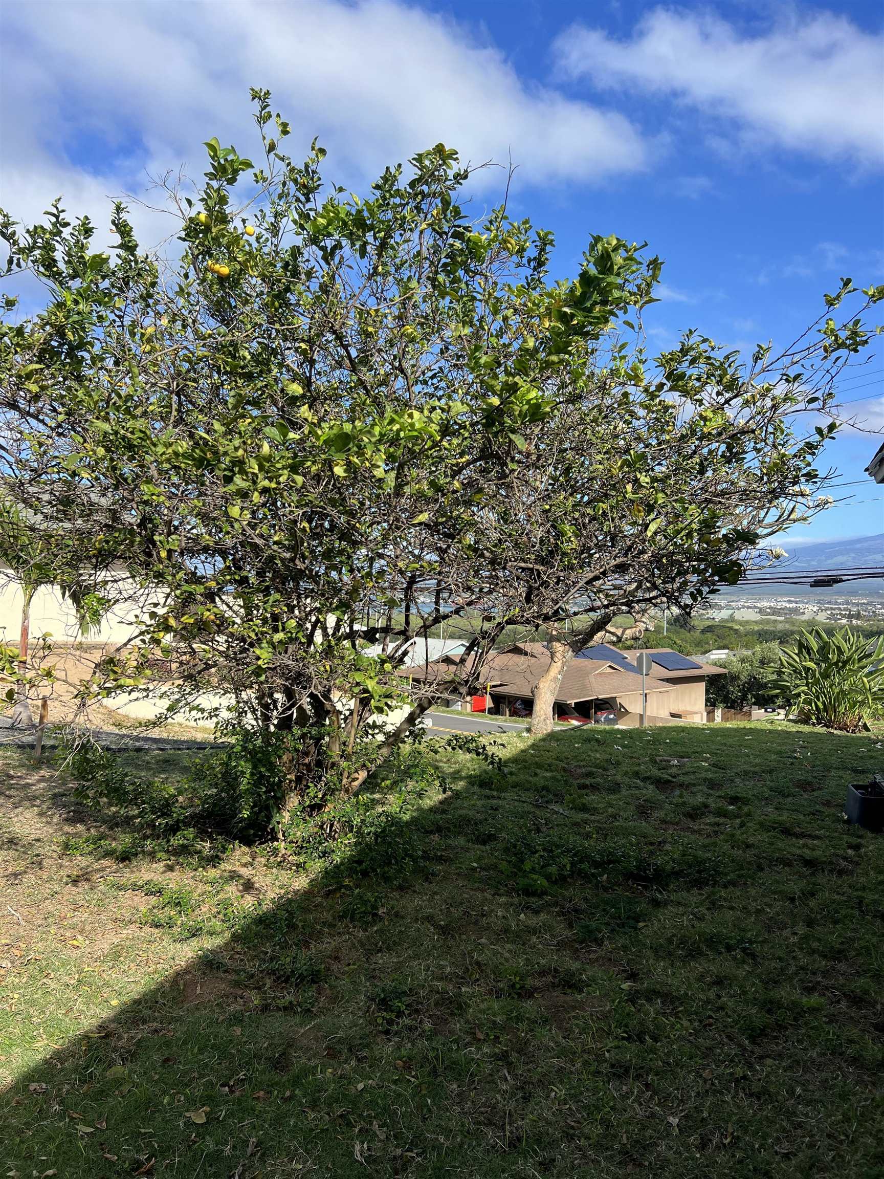 299  Liholiho St Puuone, Wailuku home - photo 4 of 9