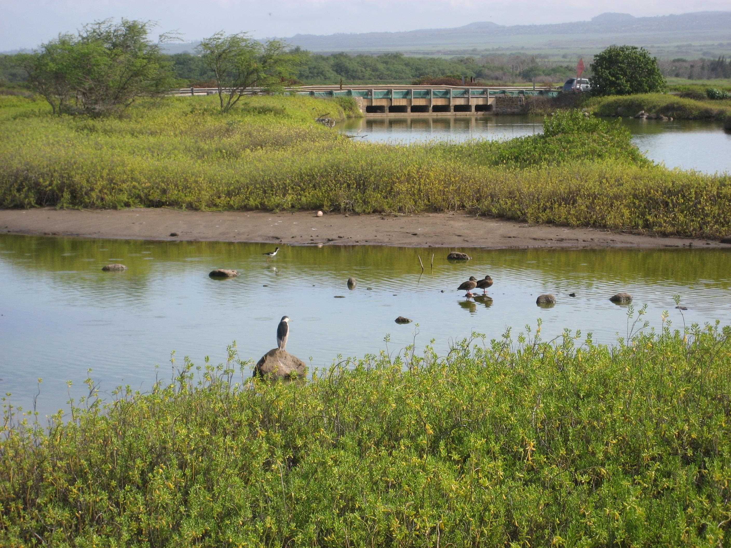 Maalaea Yacht Marina condo # 310, Wailuku, Hawaii - photo 33 of 34