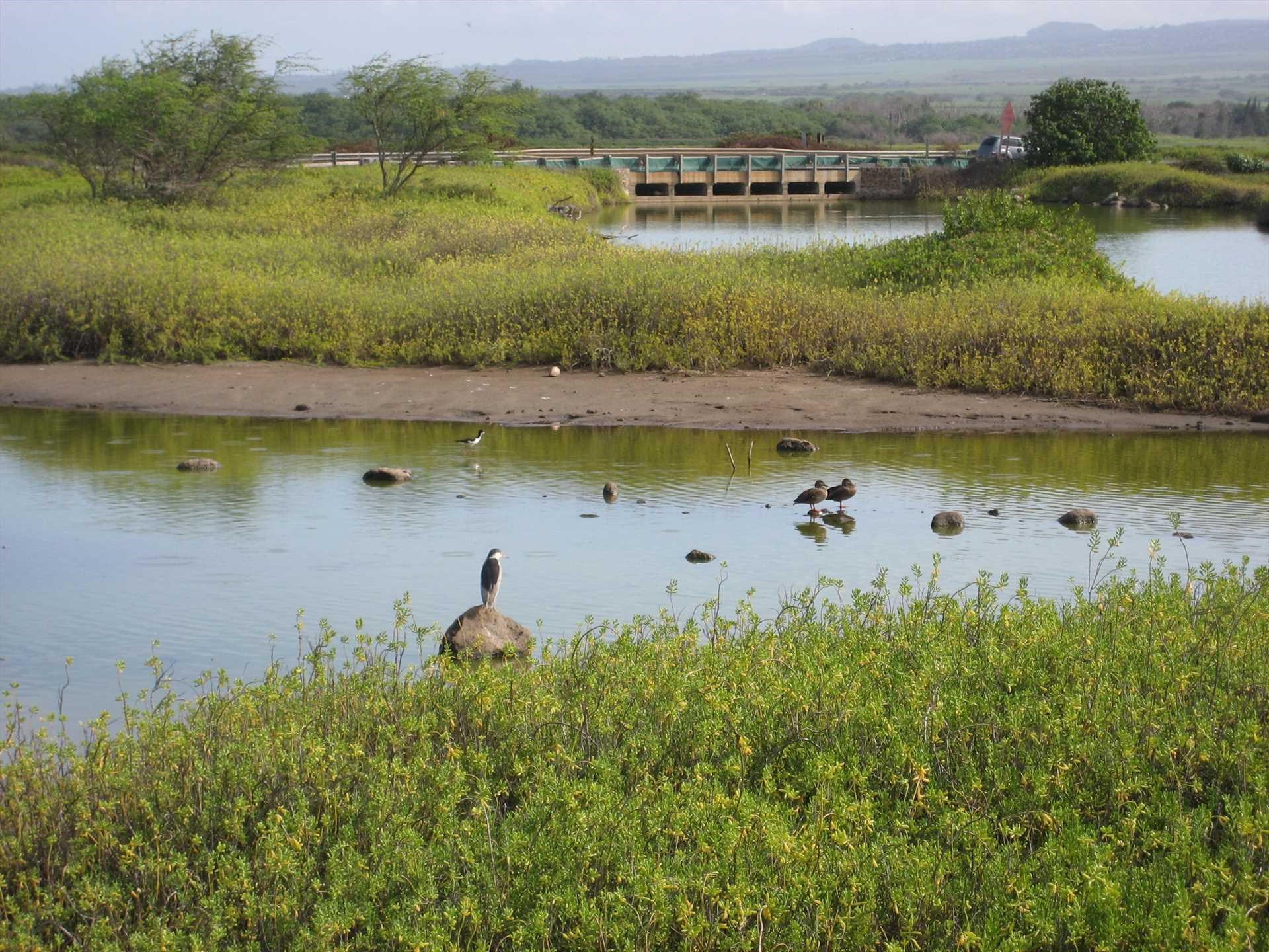 Maalaea Yacht Marina condo # #310, Wailuku, Hawaii - photo 32 of 32