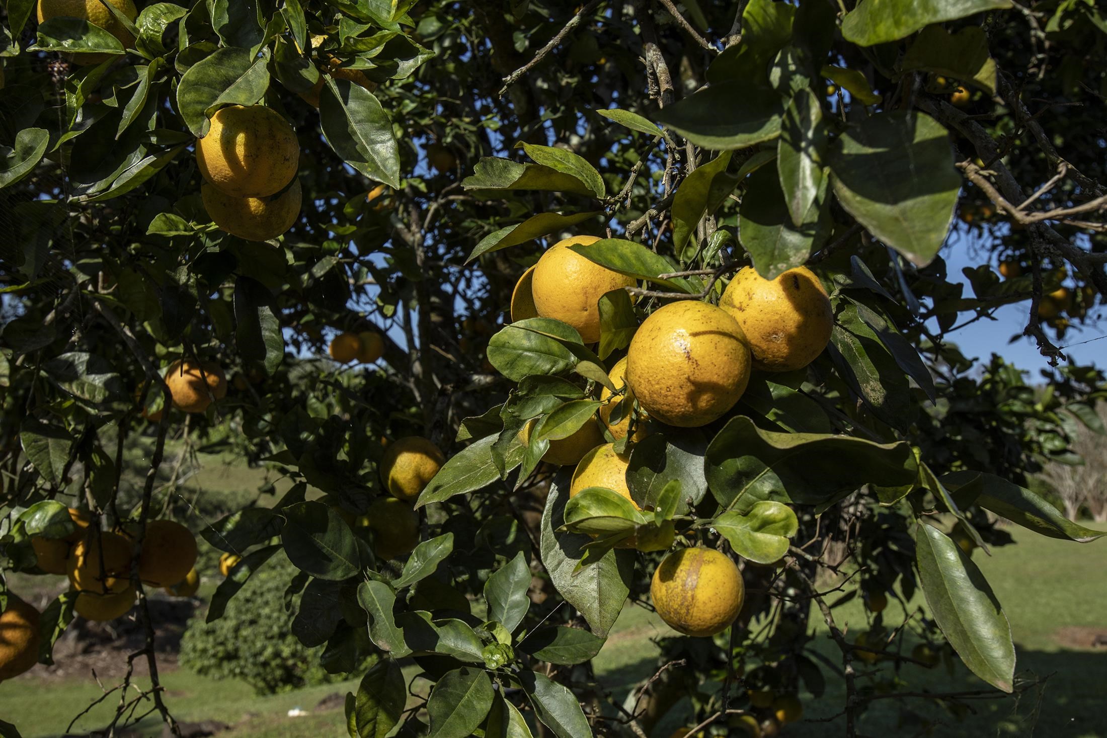 30  Mamao Pl 5 Corners, Haiku home - photo 33 of 50