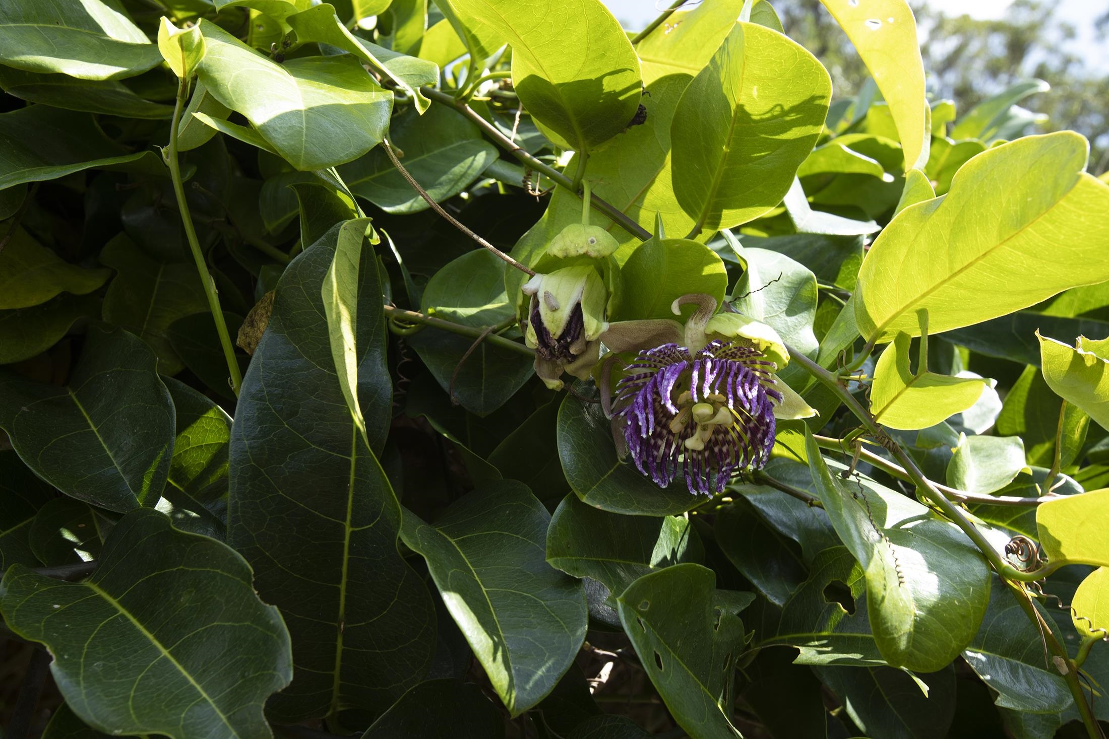 30  Mamao Pl 5 Corners, Haiku home - photo 38 of 50