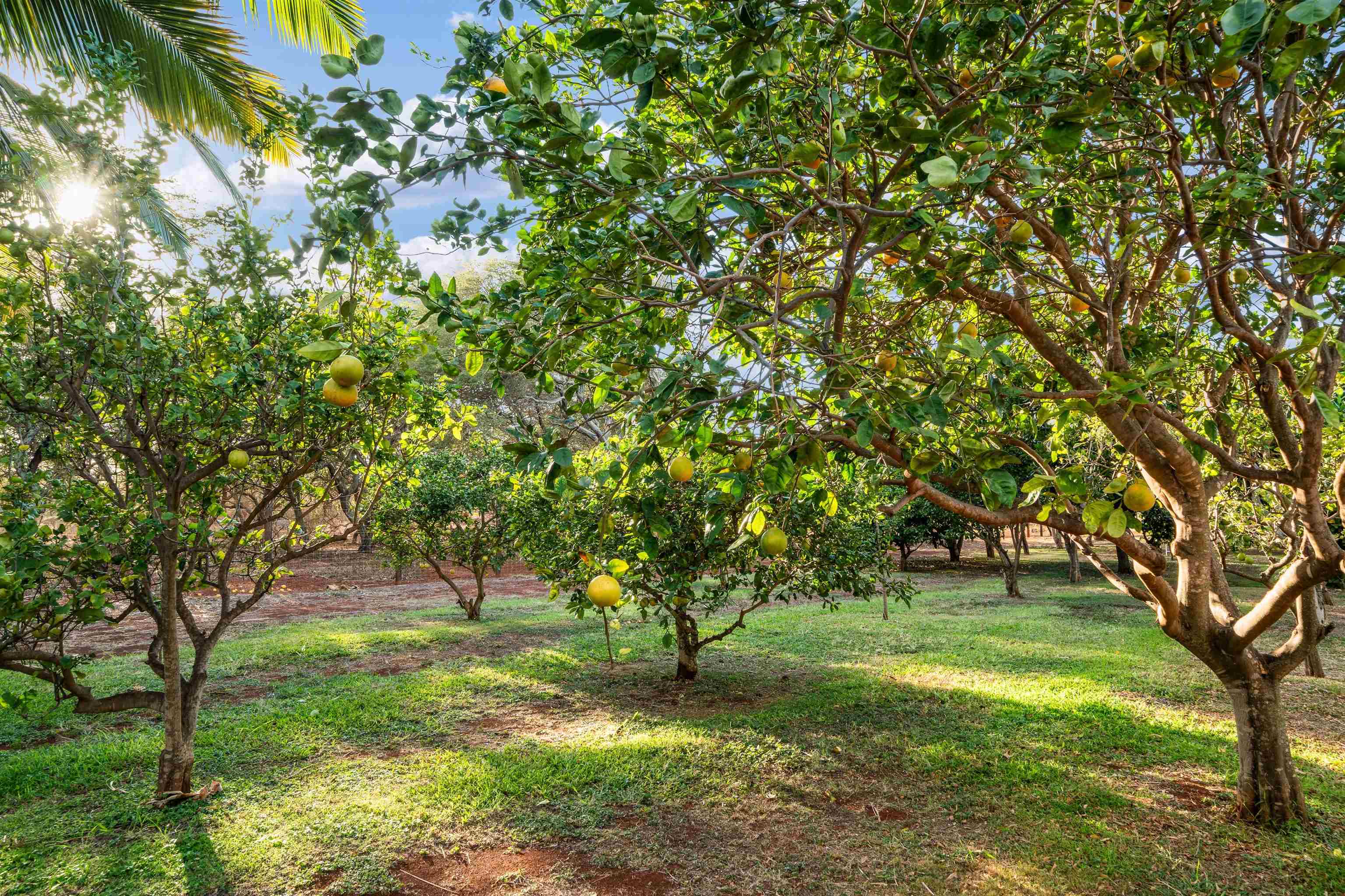 3036  Kalua Koi Way Papohaku, Molokai home - photo 45 of 50