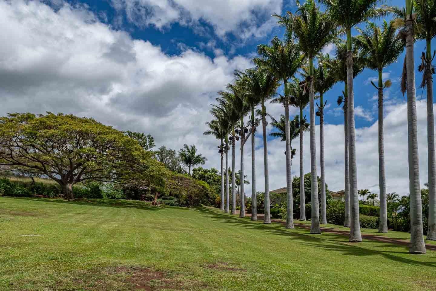 3051  Omaopio Rd , Kula/Ulupalakua/Kanaio home - photo 3 of 50