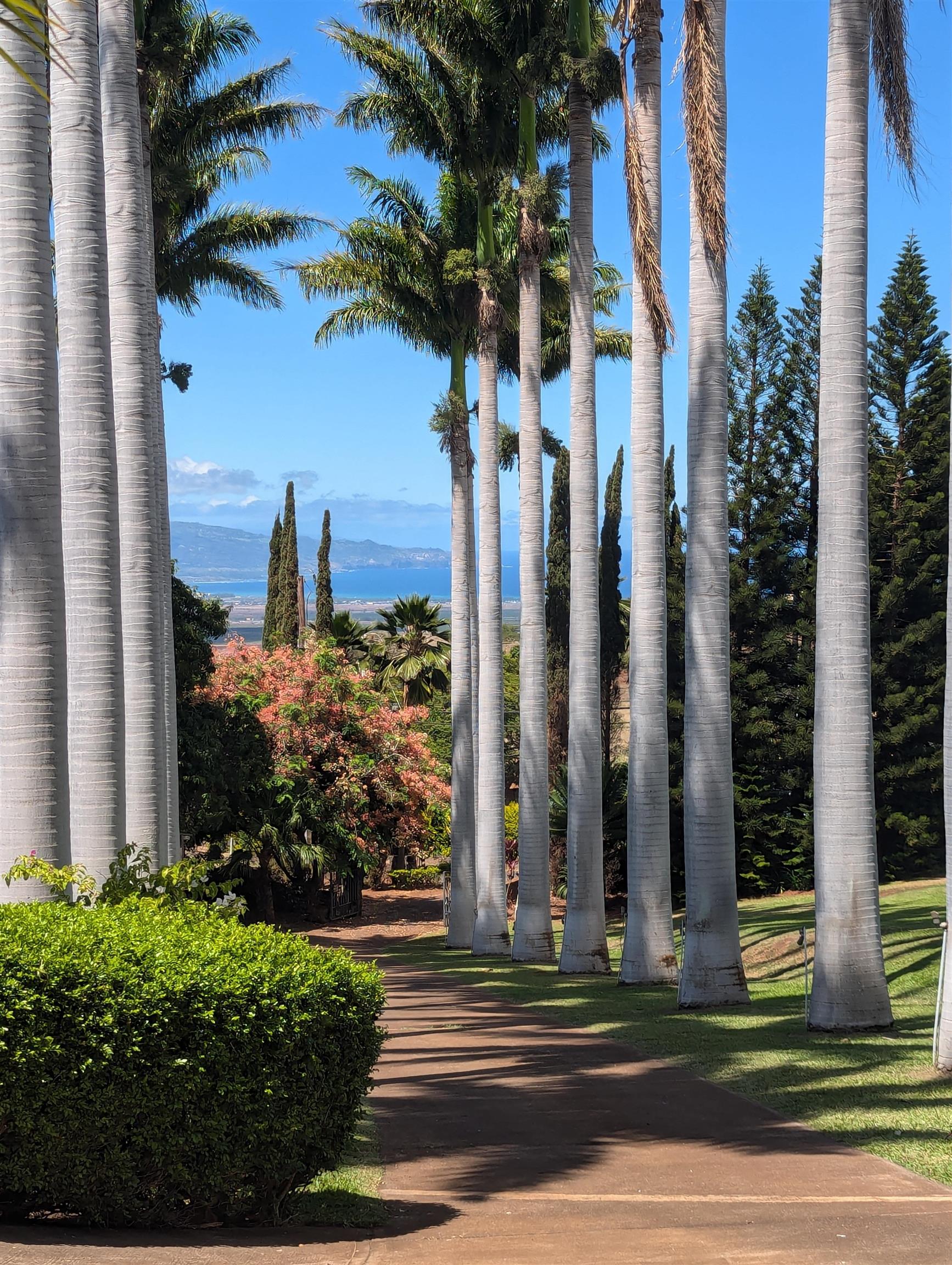 3051  Omaopio Rd , Kula/Ulupalakua/Kanaio home - photo 5 of 50
