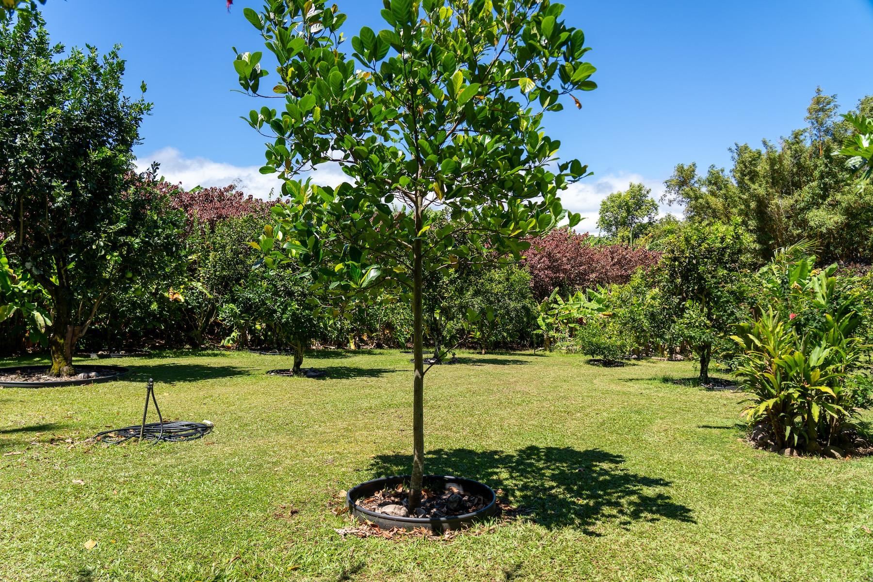 311  Door Of Faith Rd Huelo, Haiku home - photo 47 of 50