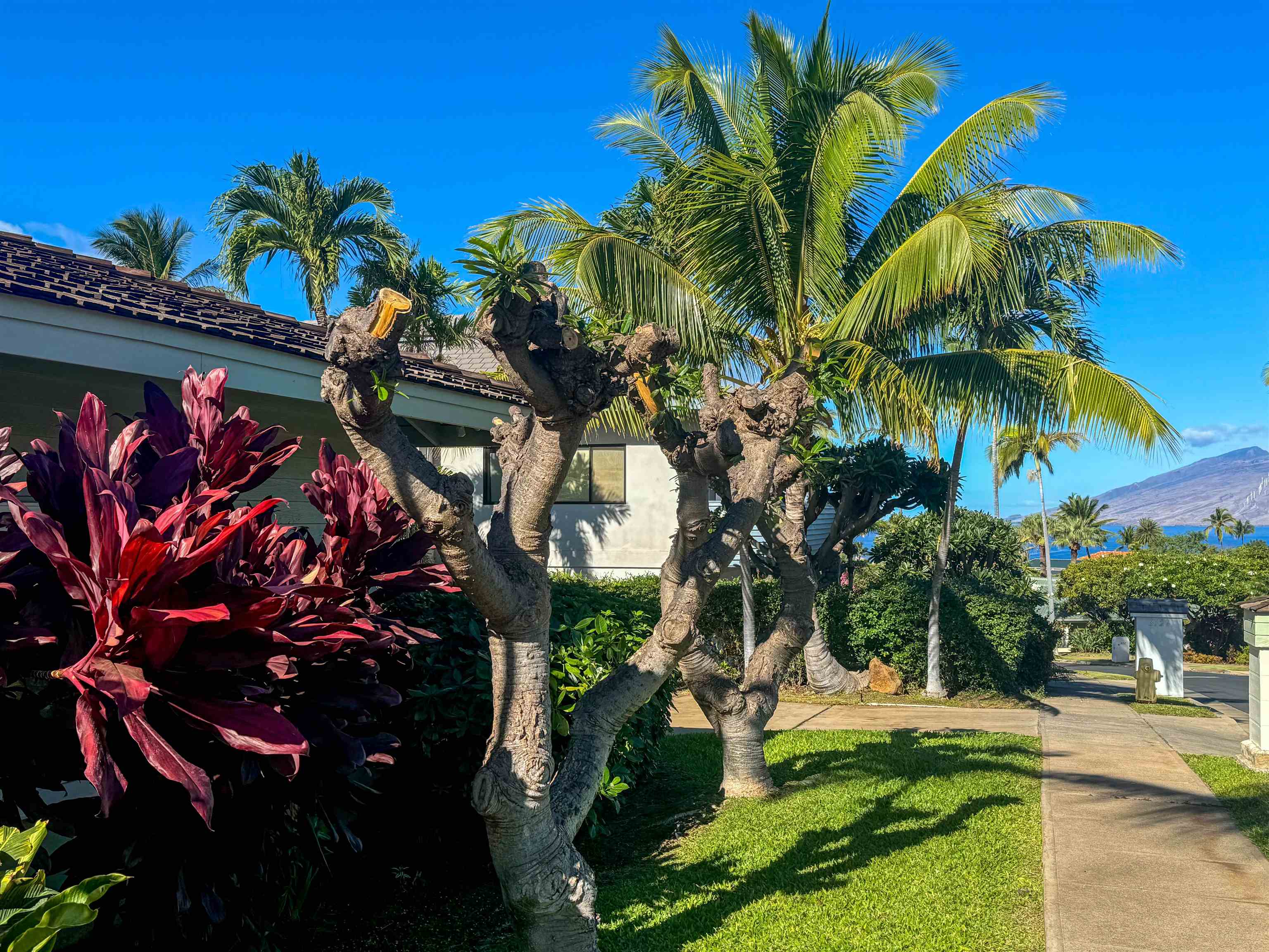 3125  Kikihi St , Wailea/Makena home - photo 2 of 11