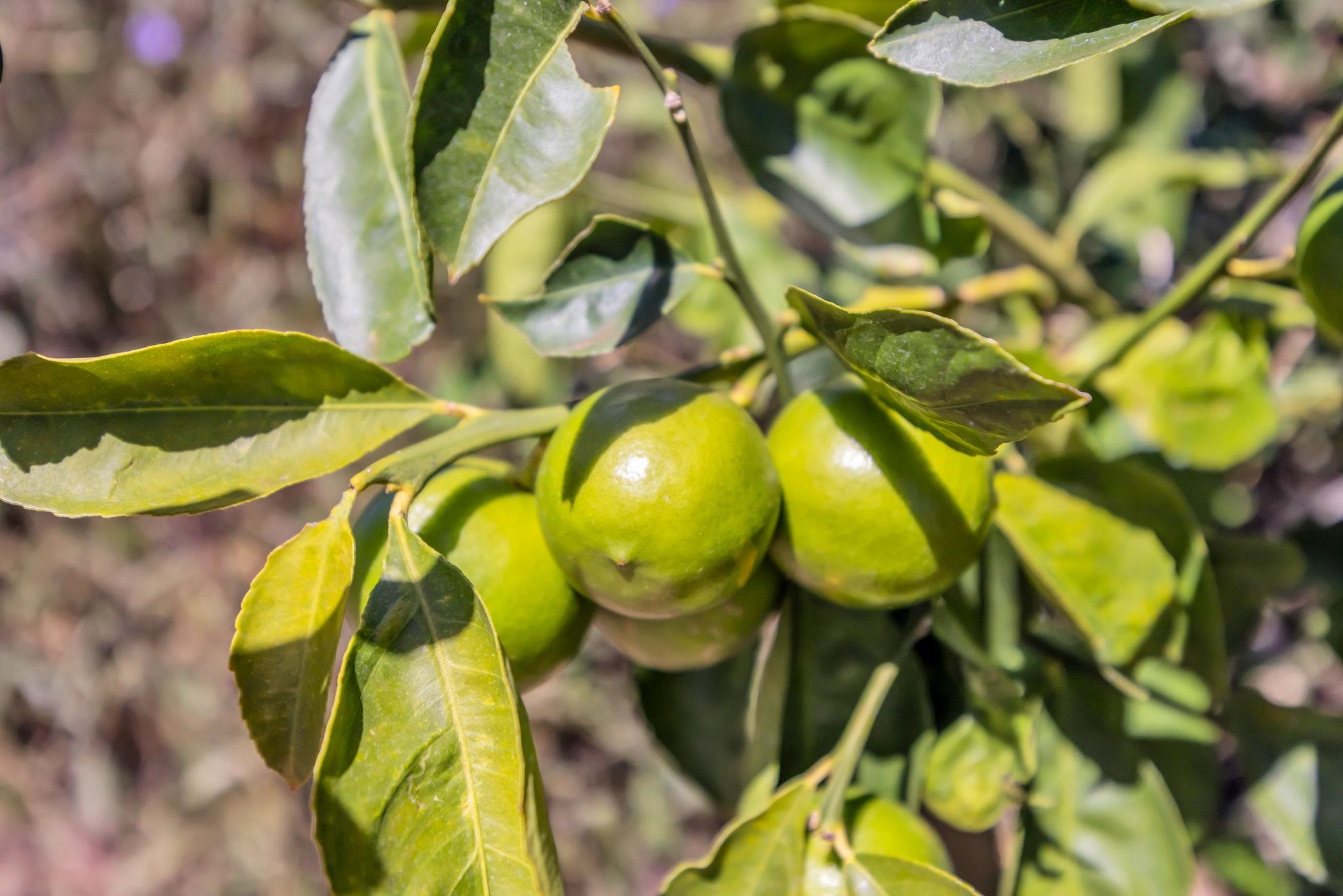 3155  Omaopio Rd Omaopio, Kula/Ulupalakua/Kanaio home - photo 44 of 50