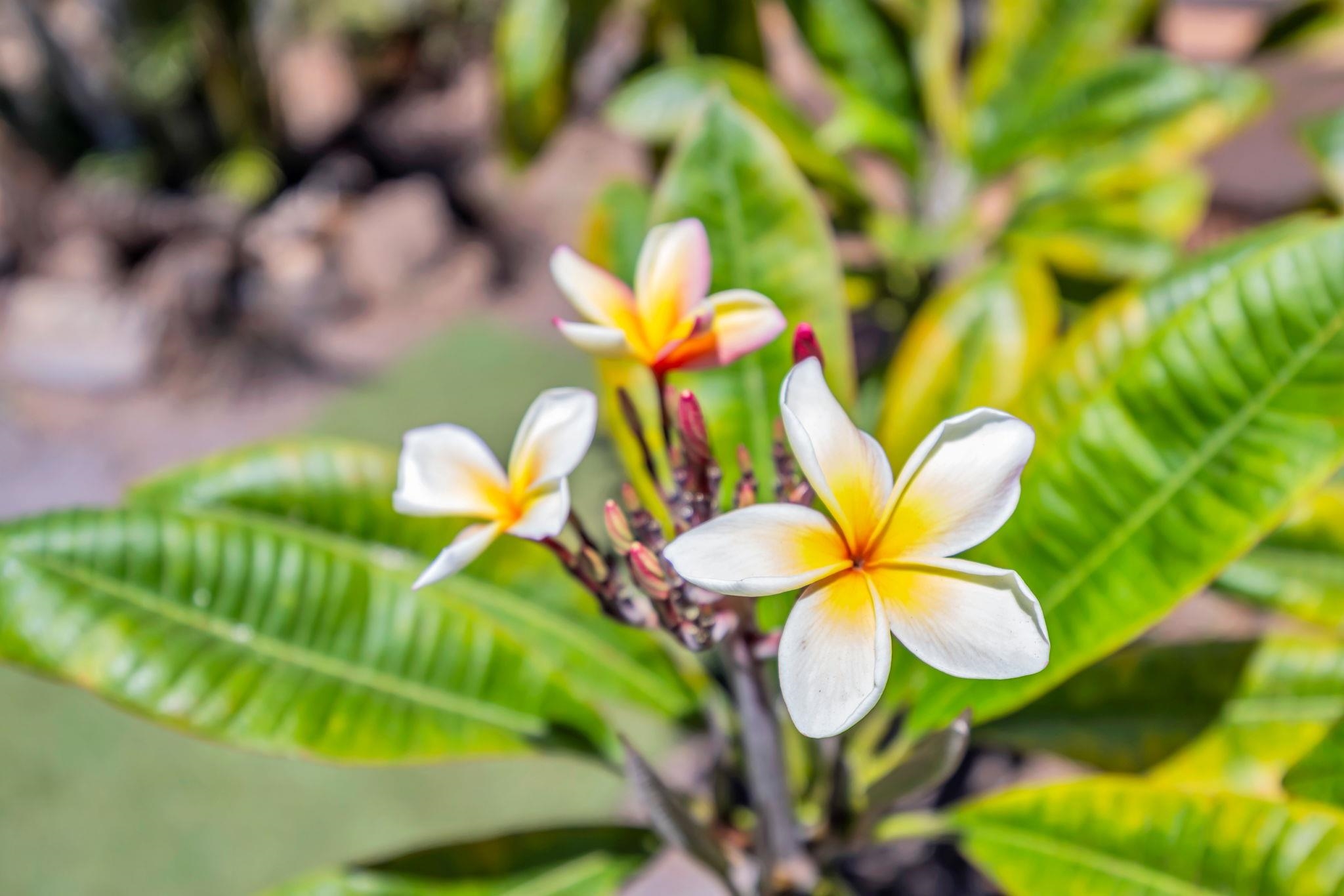 3155  Omaopio Rd Omaopio, Kula/Ulupalakua/Kanaio home - photo 45 of 50