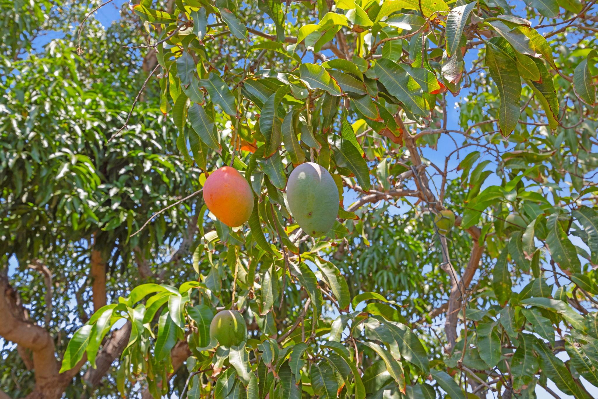 317  Kenolio Rd , Kihei home - photo 22 of 45