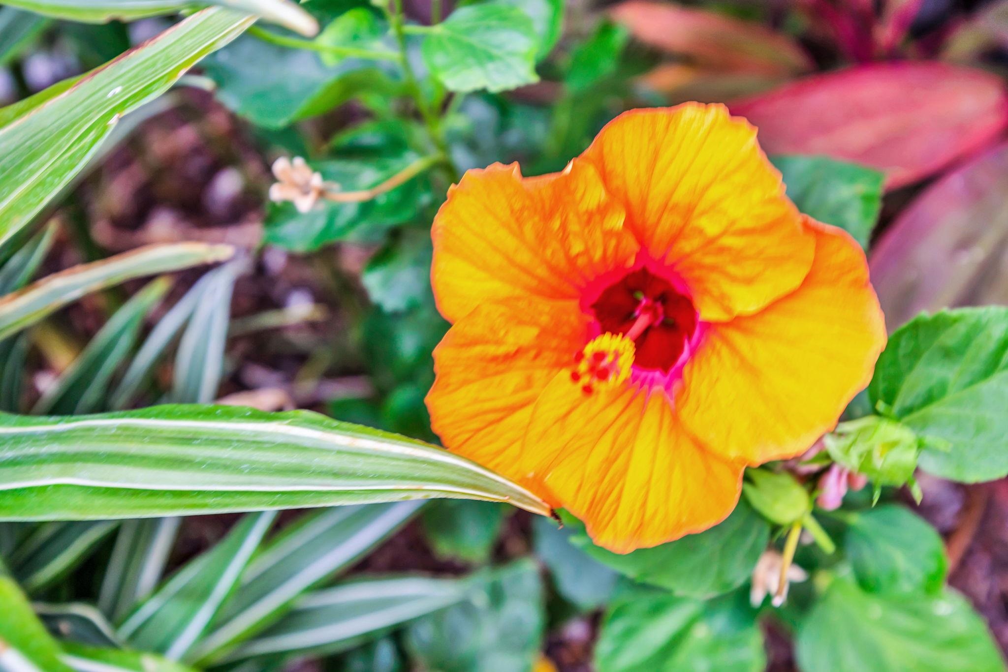 Kai Makani condo # N203, Kihei, Hawaii - photo 50 of 50