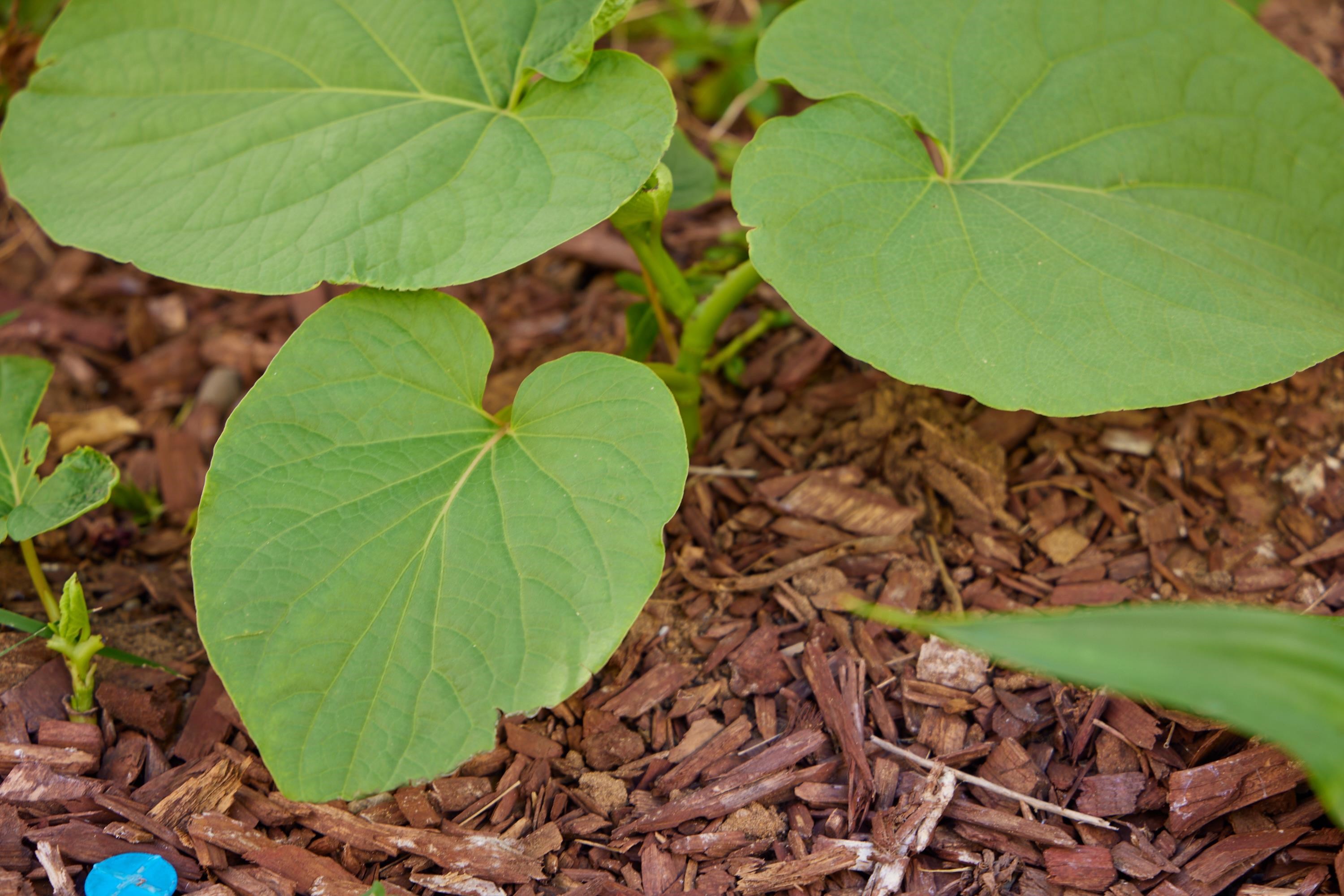 32  E Makahehi Pl Maui Lani, Kahului home - photo 31 of 38