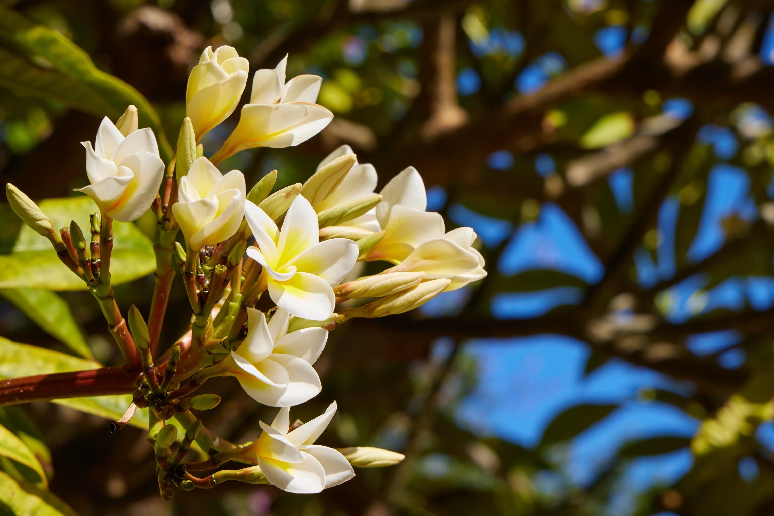 32  E Makahehi Pl Maui Lani, Kahului home - photo 32 of 38