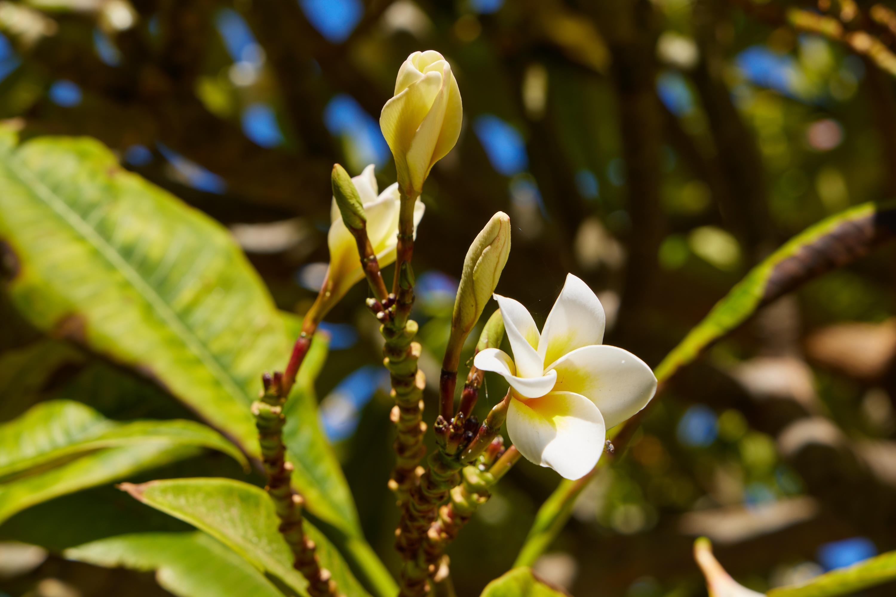 32  E Makahehi Pl Maui Lani, Kahului home - photo 33 of 38