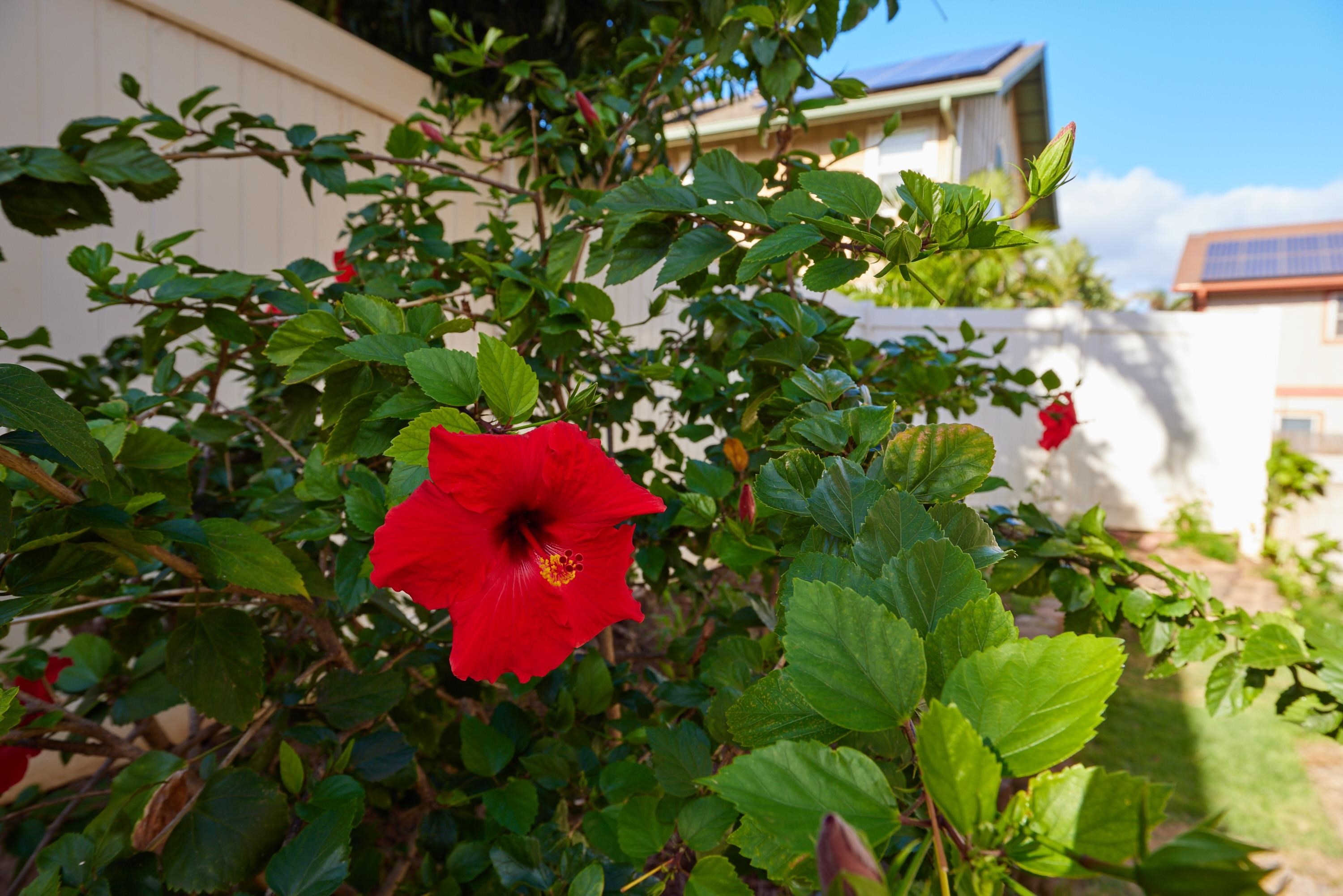 32  E Makahehi Pl Maui Lani, Kahului home - photo 35 of 38