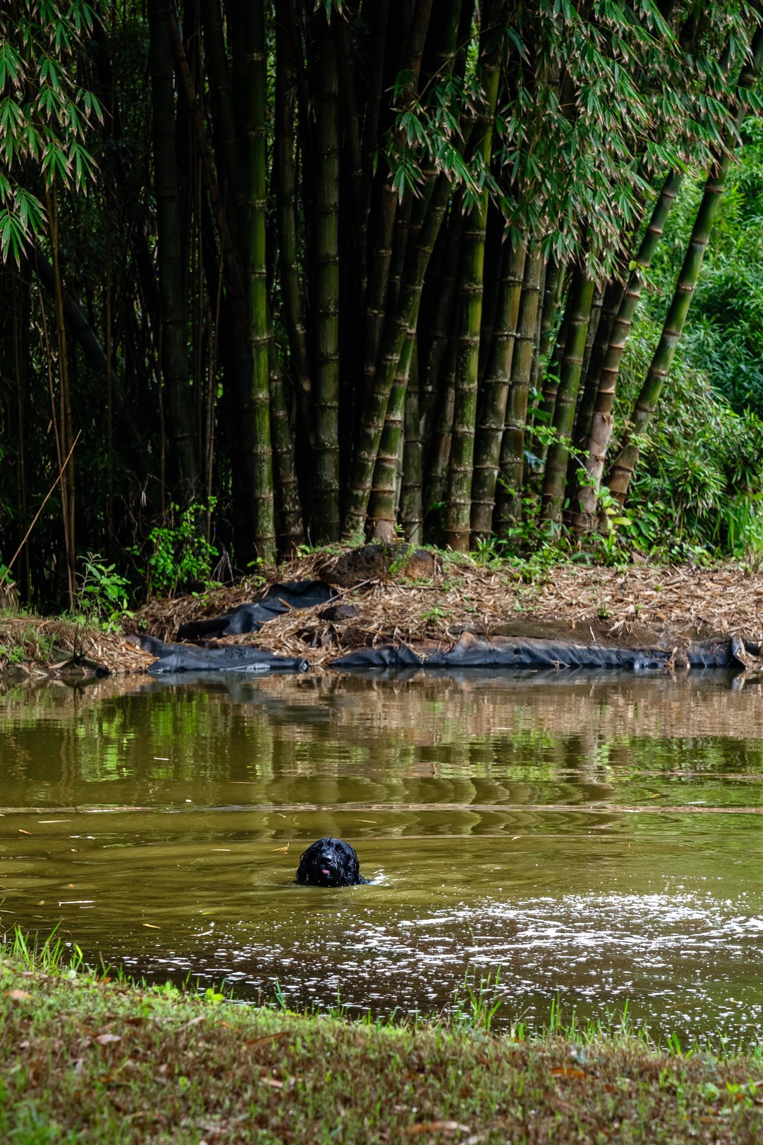 33  Hoolawa Rd Huelo, Haiku home - photo 11 of 50
