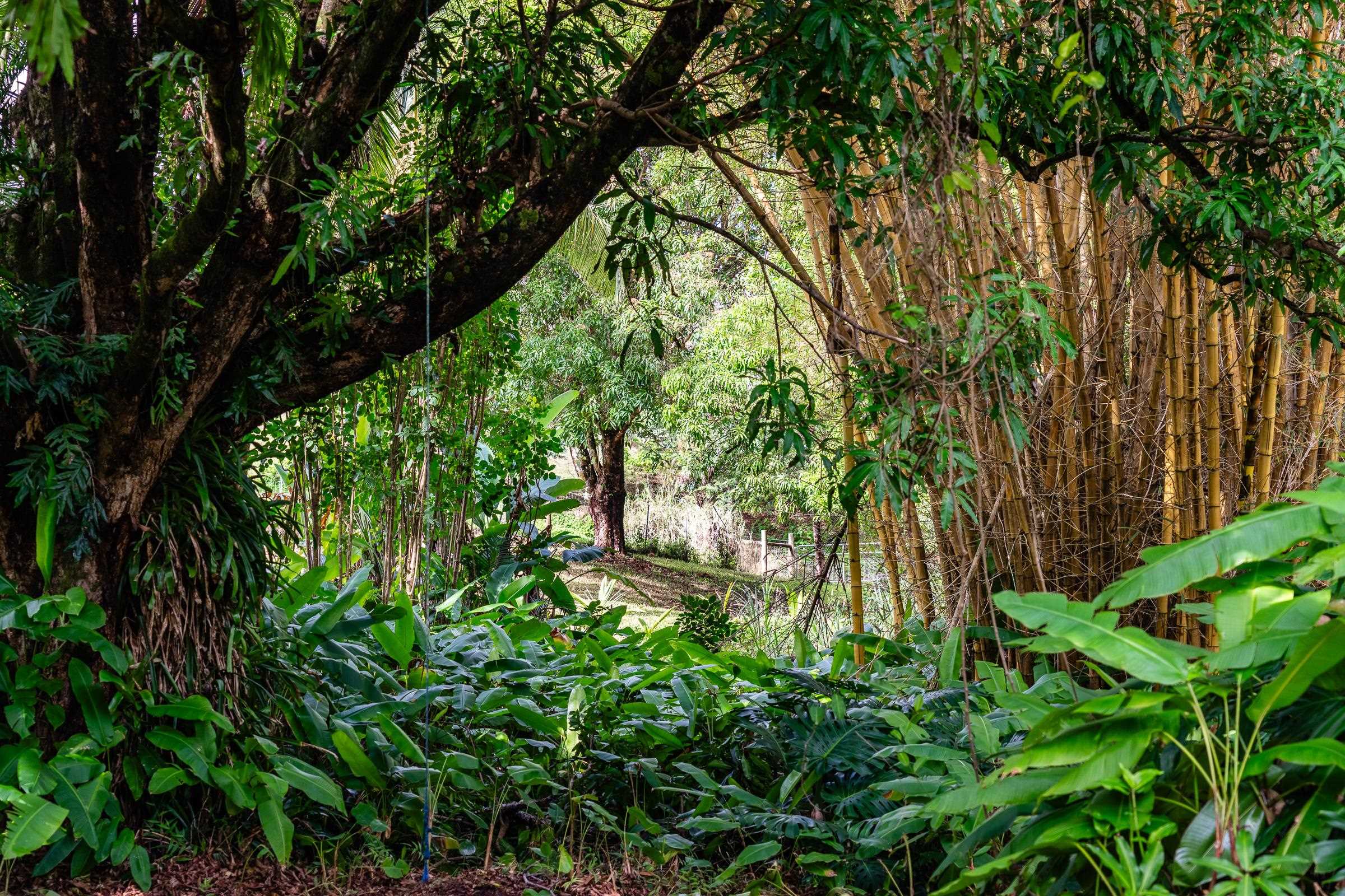 33  Hoolawa Rd Huelo, Haiku home - photo 43 of 50