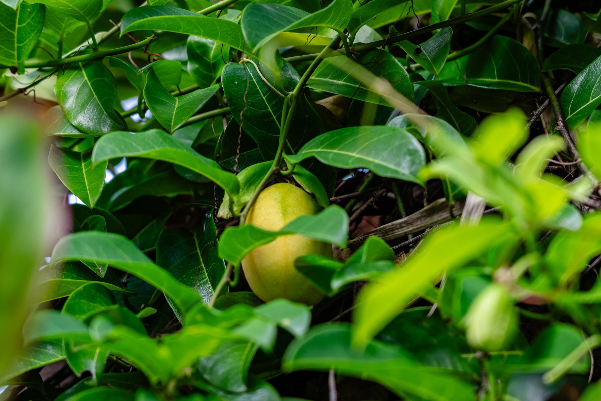 33  Hoolawa Rd Huelo, Haiku home - photo 45 of 50