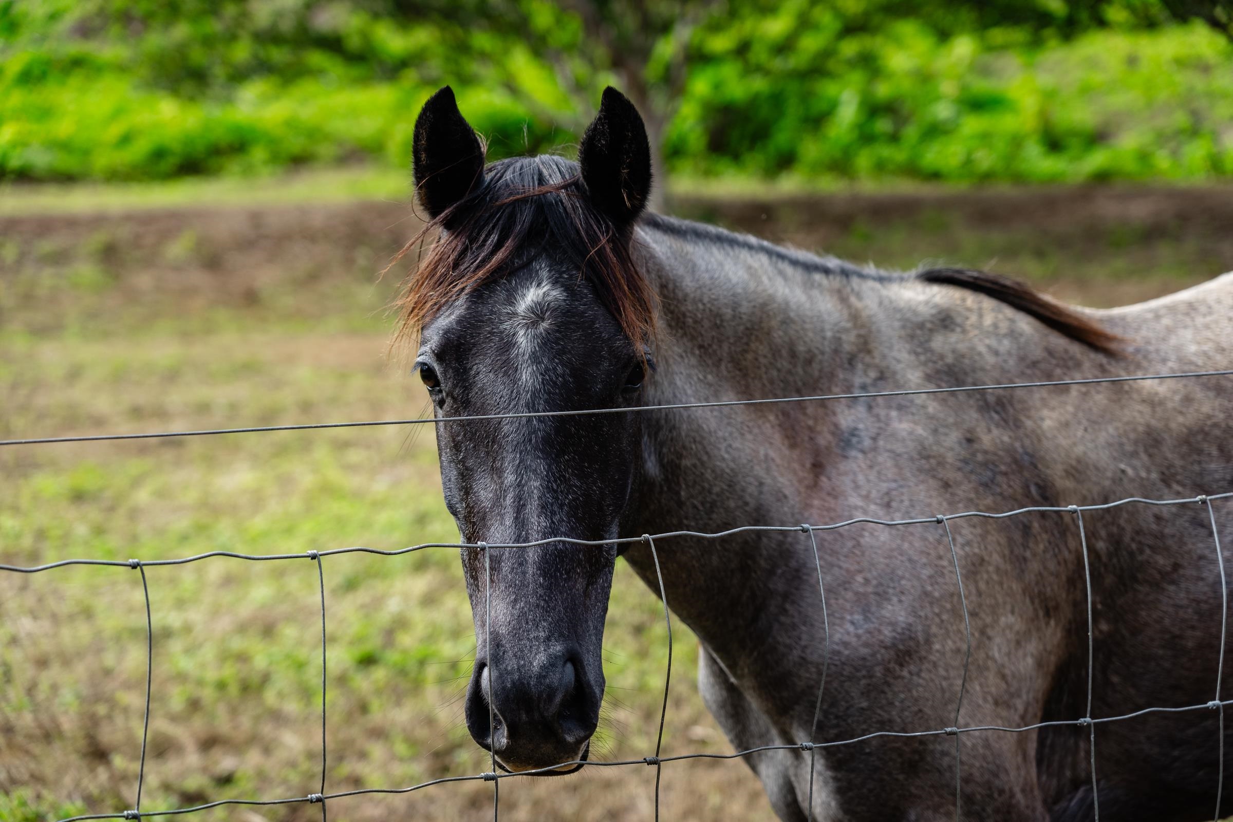 33  Hoolawa Rd Huelo, Haiku home - photo 10 of 50