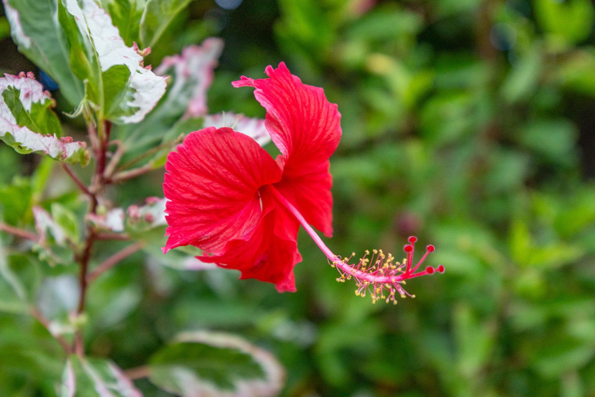 Wailea Ekahi I condo # 46A, Kihei, Hawaii - photo 47 of 47