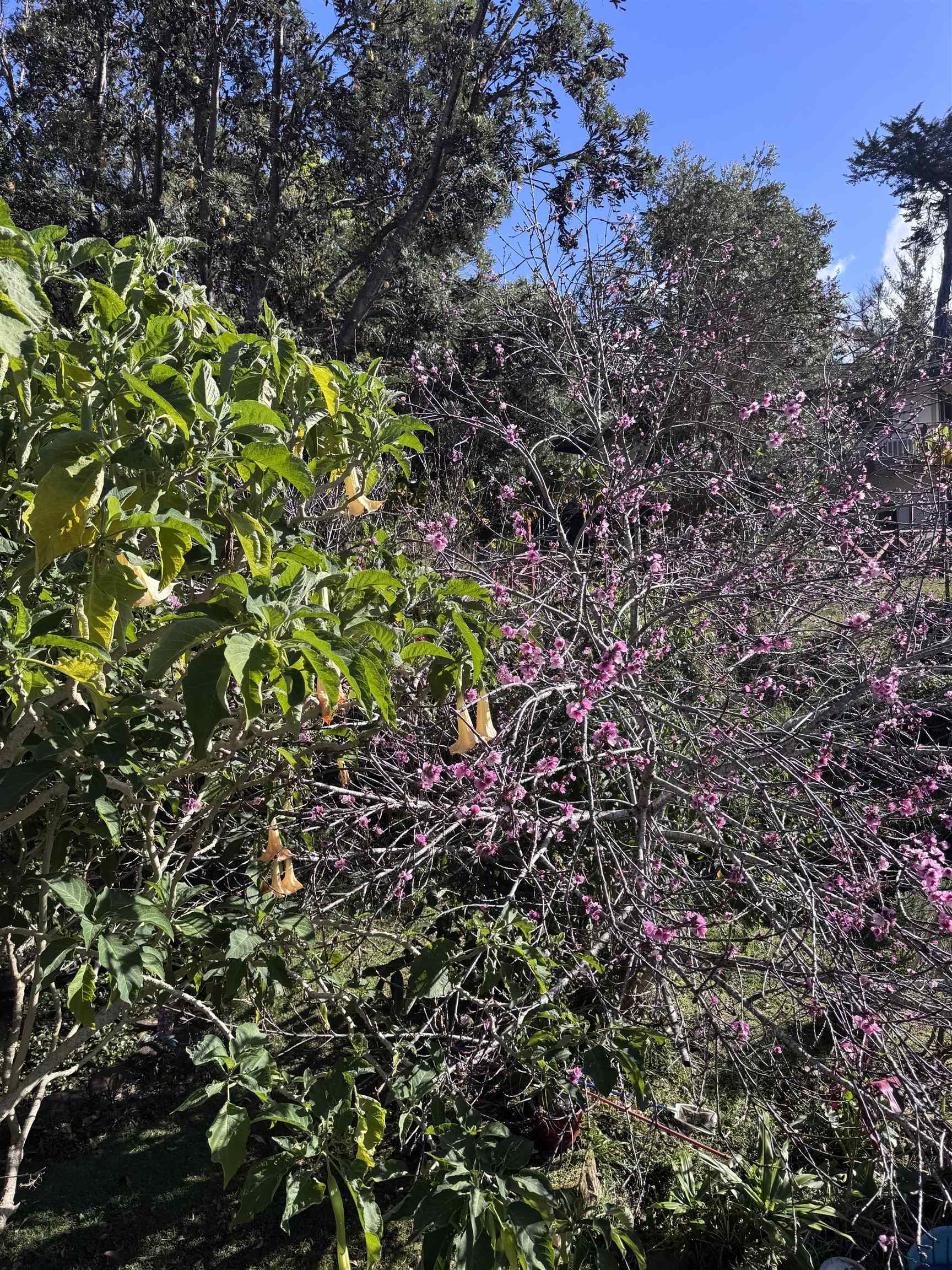 34  Alaluana Rd , Makawao/Olinda/Haliimaile home - photo 41 of 50