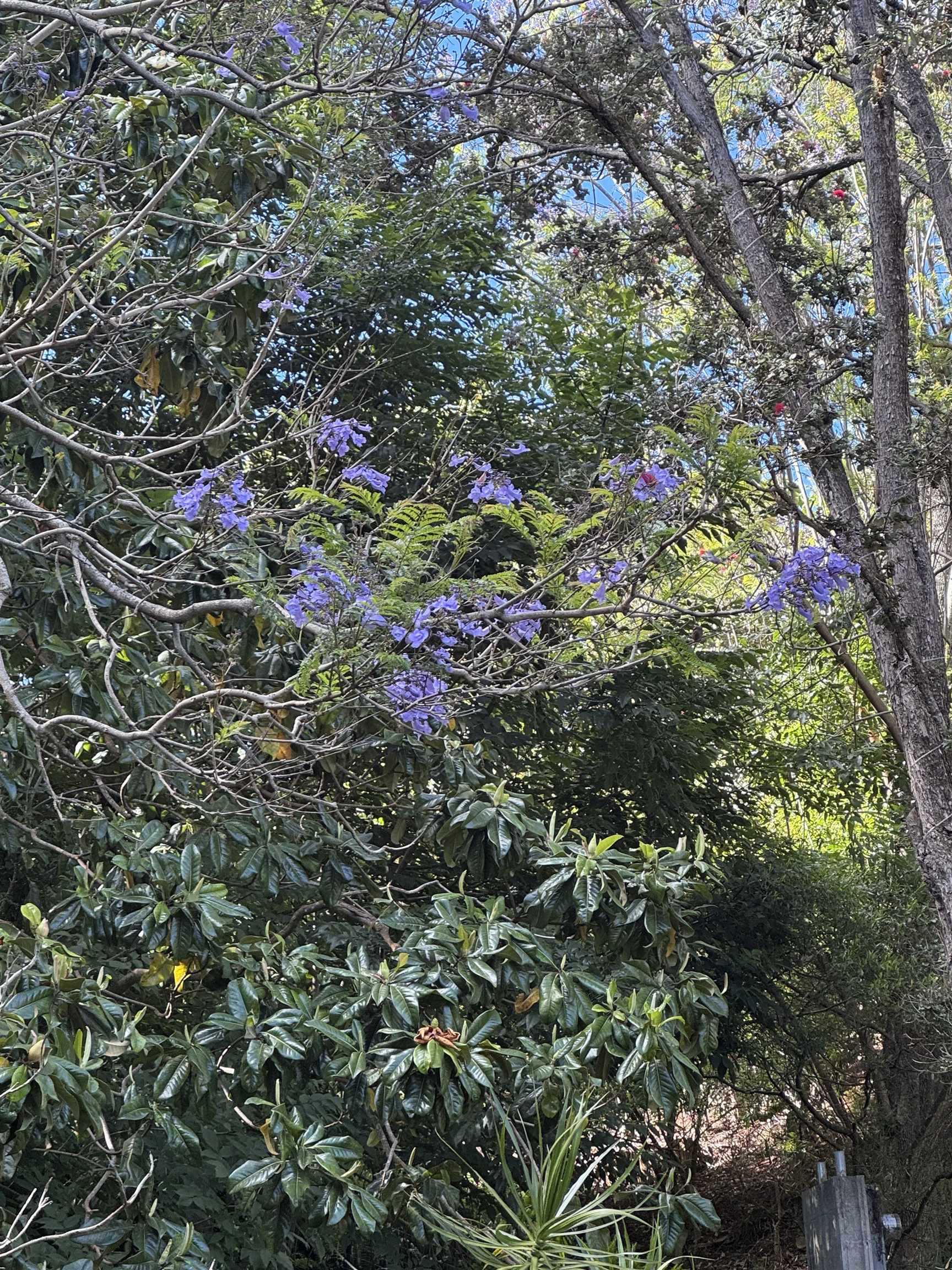 34  Alaluana Rd , Makawao/Olinda/Haliimaile home - photo 42 of 50