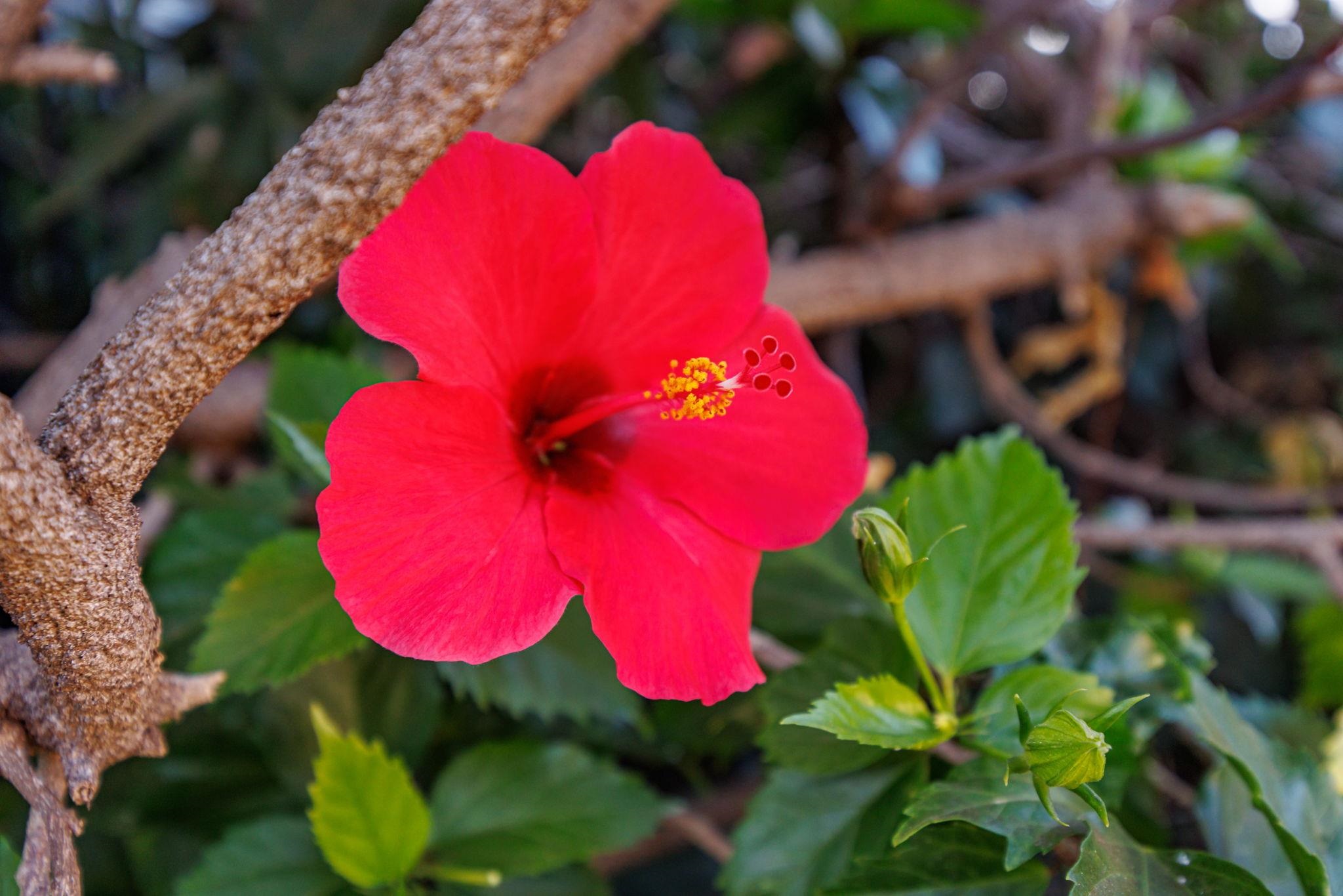 Wailana Kai condo # 201, Kihei, Hawaii - photo 43 of 44