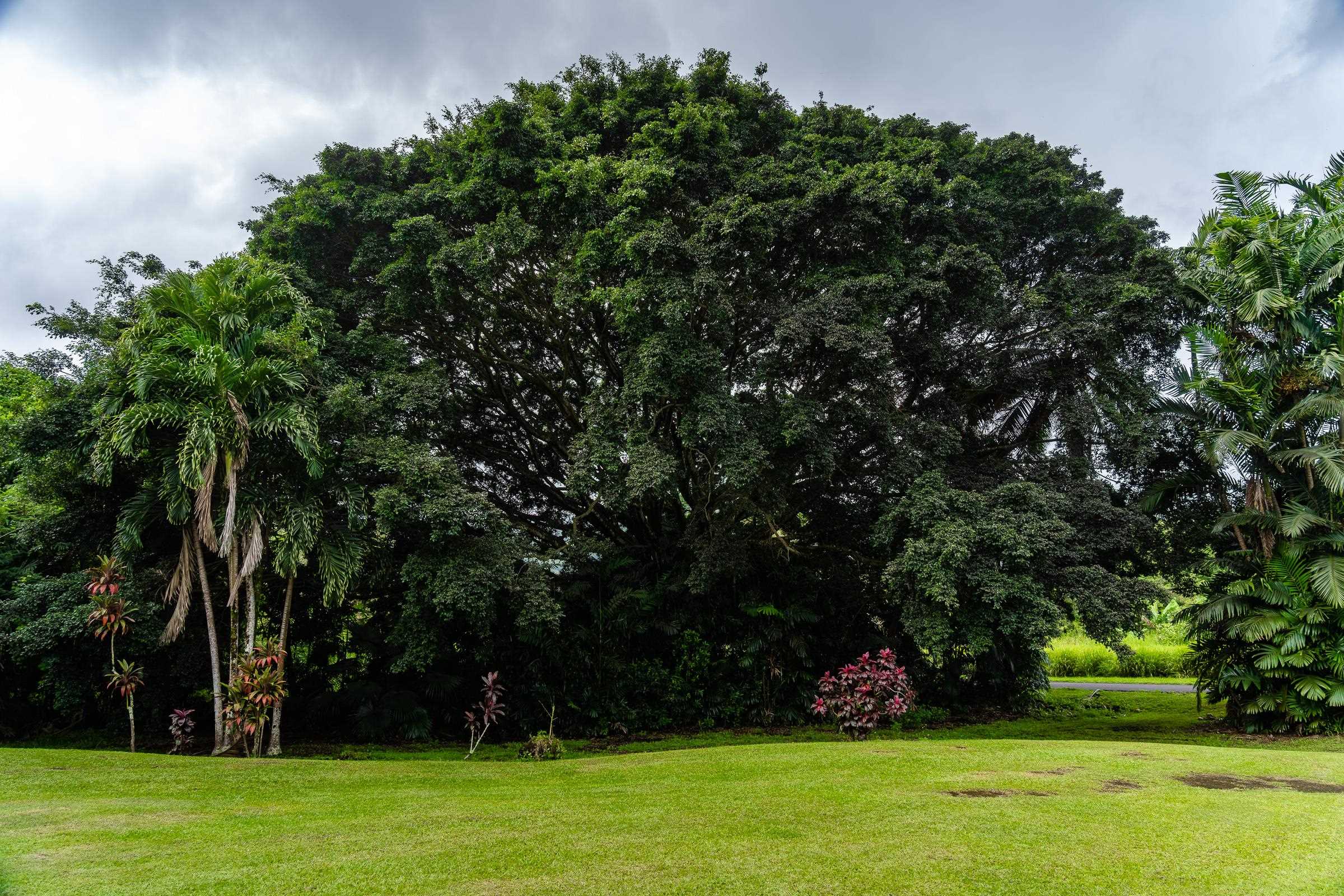 340  Alalele Pl Ka'eleku, Hana home - photo 36 of 46