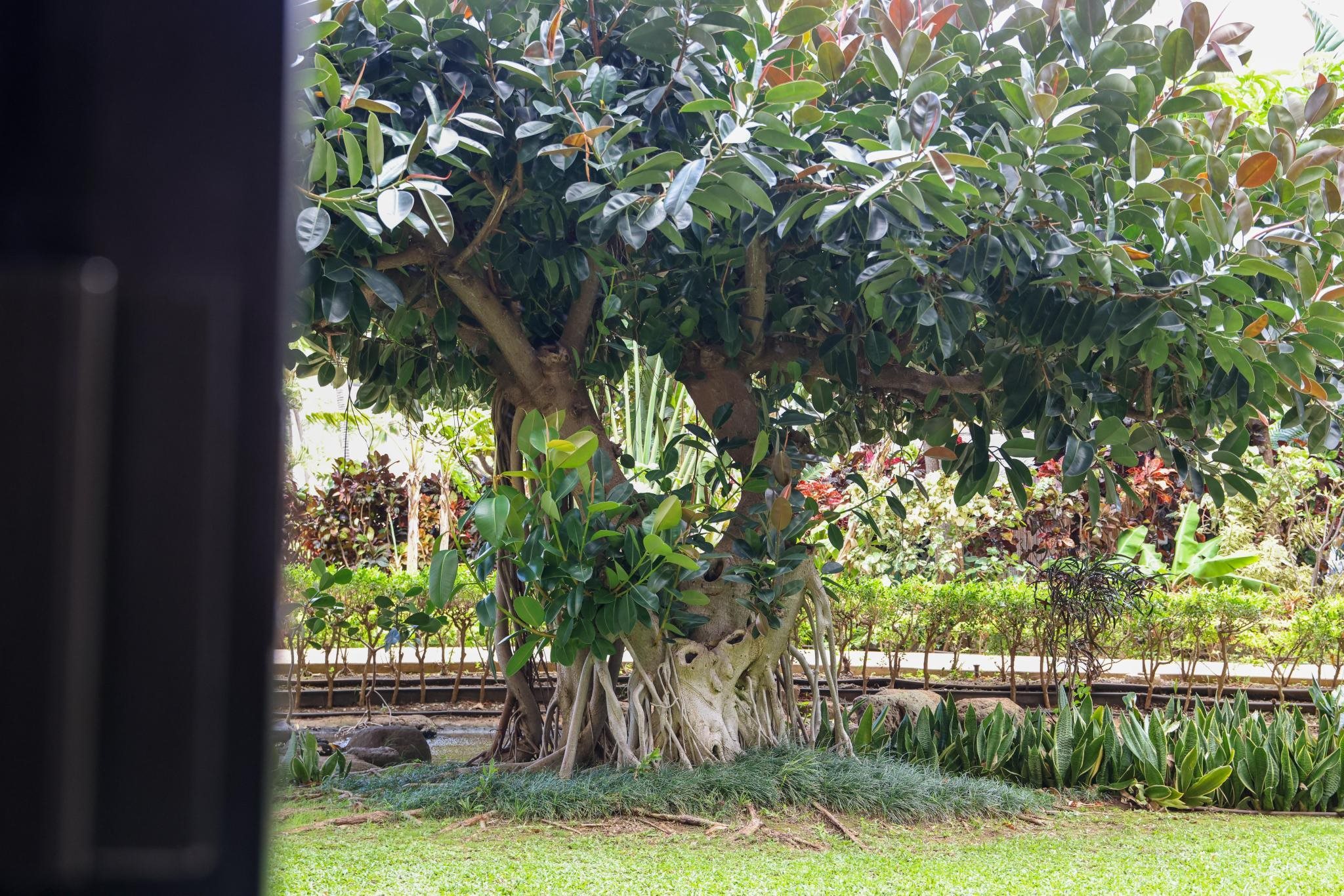 Kaanapali Shores condo # 144, Lahaina, Hawaii - photo 22 of 38