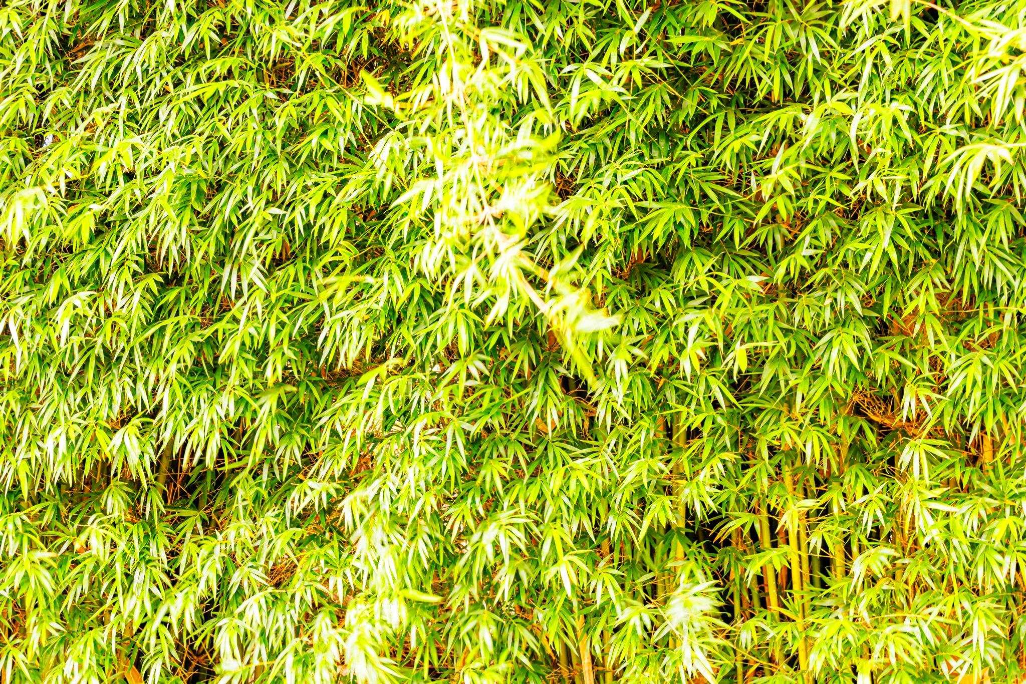 3446  Omaopio Rd Lower Kula, Kula/Ulupalakua/Kanaio home - photo 41 of 50