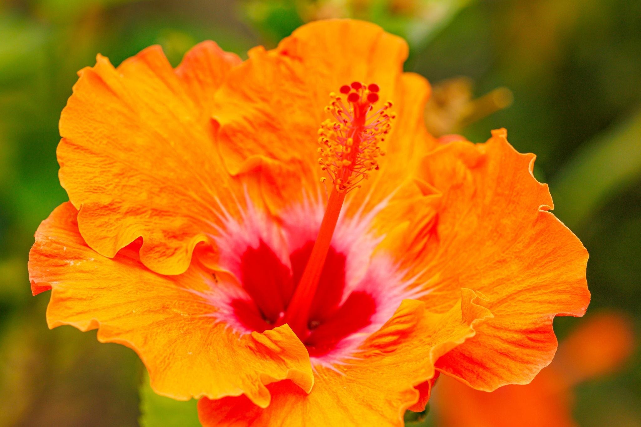 3446  Omaopio Rd Lower Kula, Kula/Ulupalakua/Kanaio home - photo 42 of 50