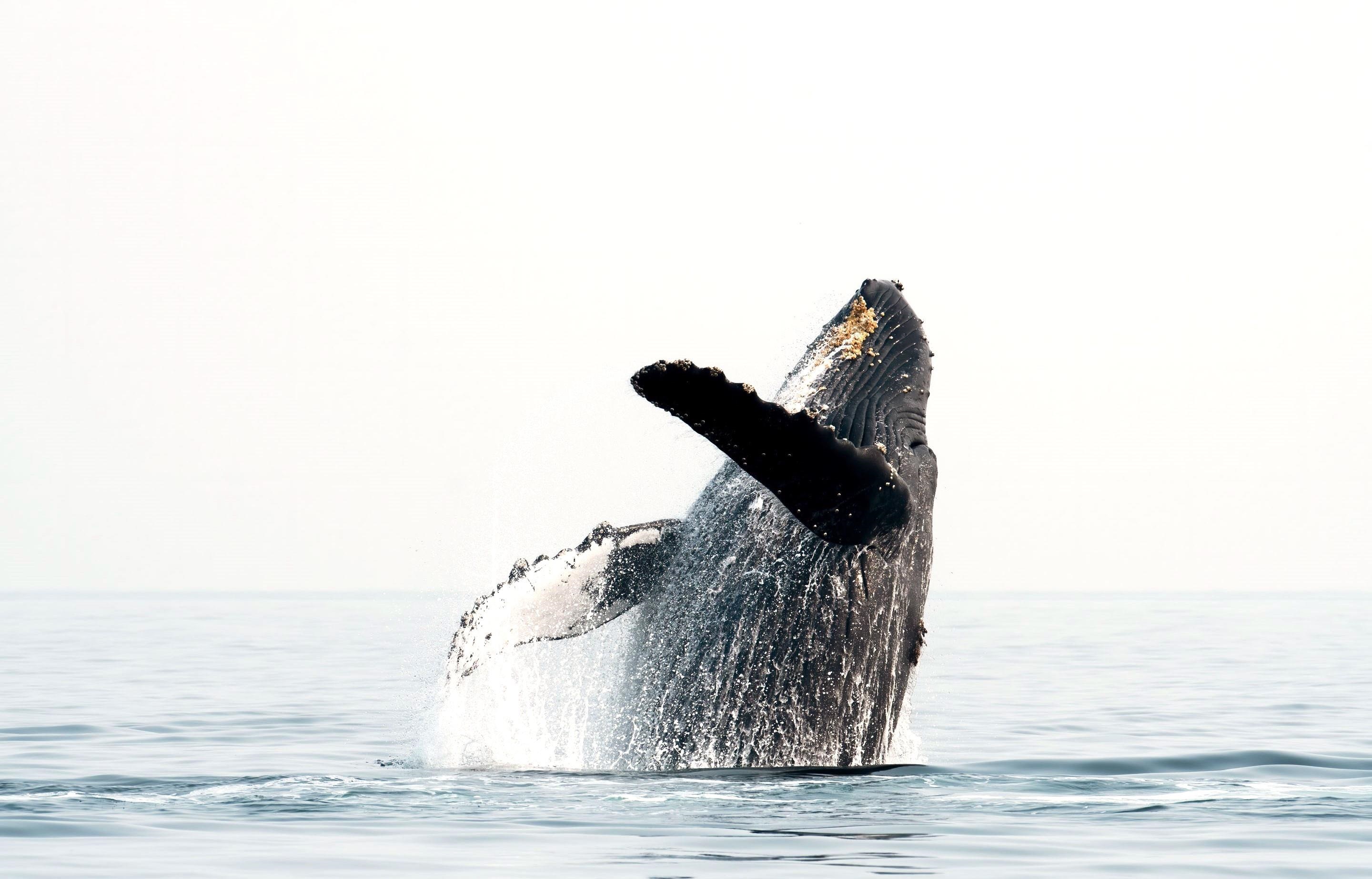 3446  Omaopio Rd Lower Kula, Kula/Ulupalakua/Kanaio home - photo 49 of 50