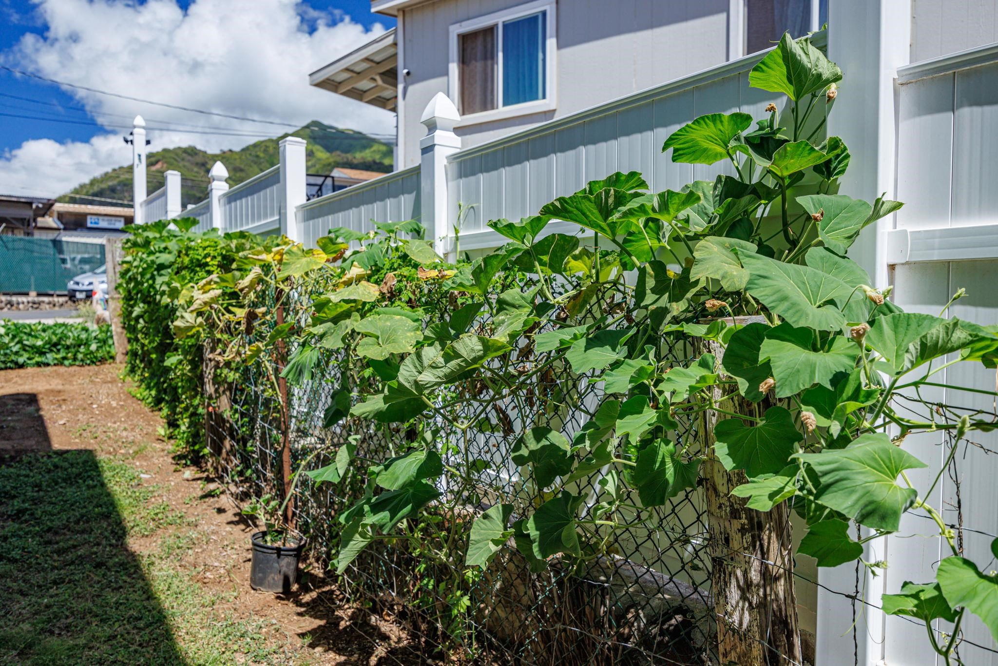346  Alahee Dr , Wailuku home - photo 36 of 50