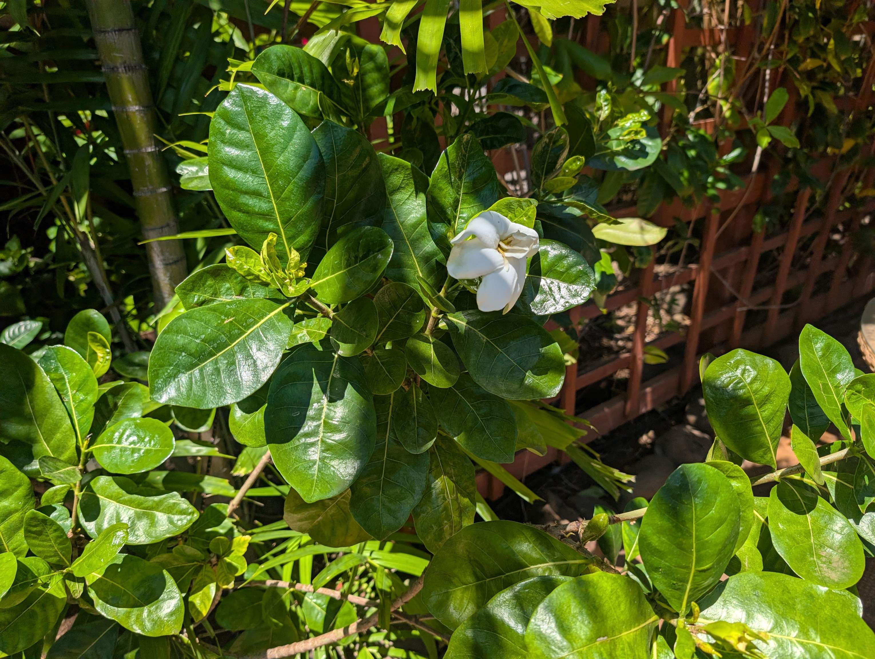 Kalama Terrace condo # L208, Kihei, Hawaii - photo 37 of 37