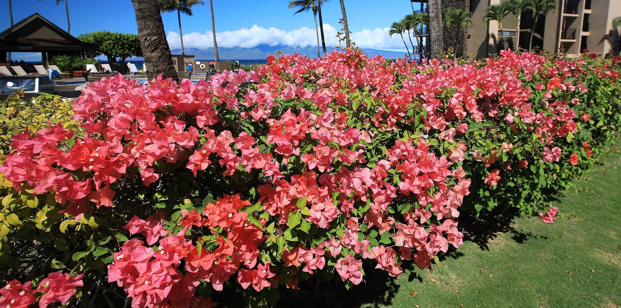 Papakea Resort I II condo # C107, Lahaina, Hawaii - photo 30 of 40