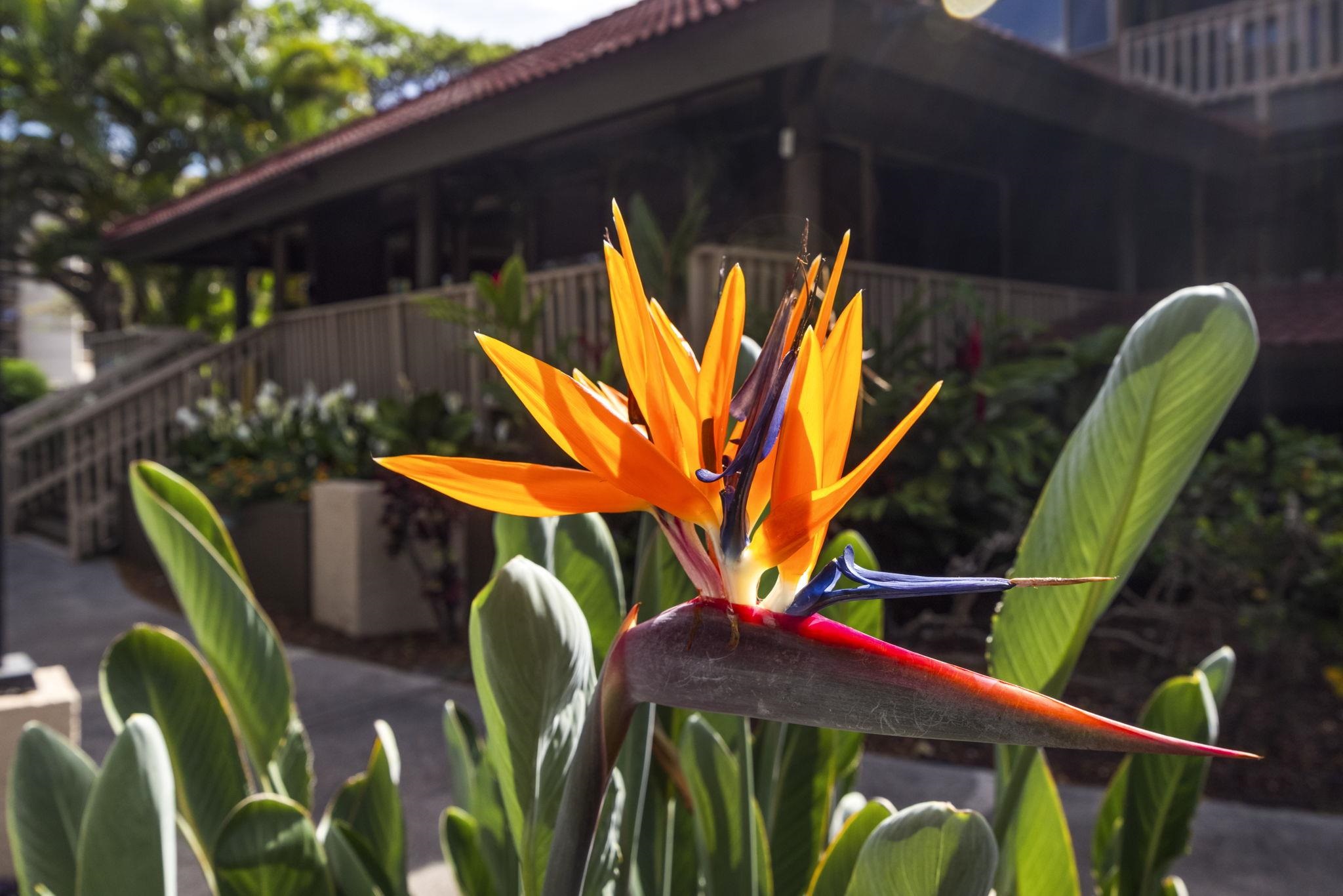 Papakea Resort I II condo # D101, Lahaina, Hawaii - photo 28 of 48