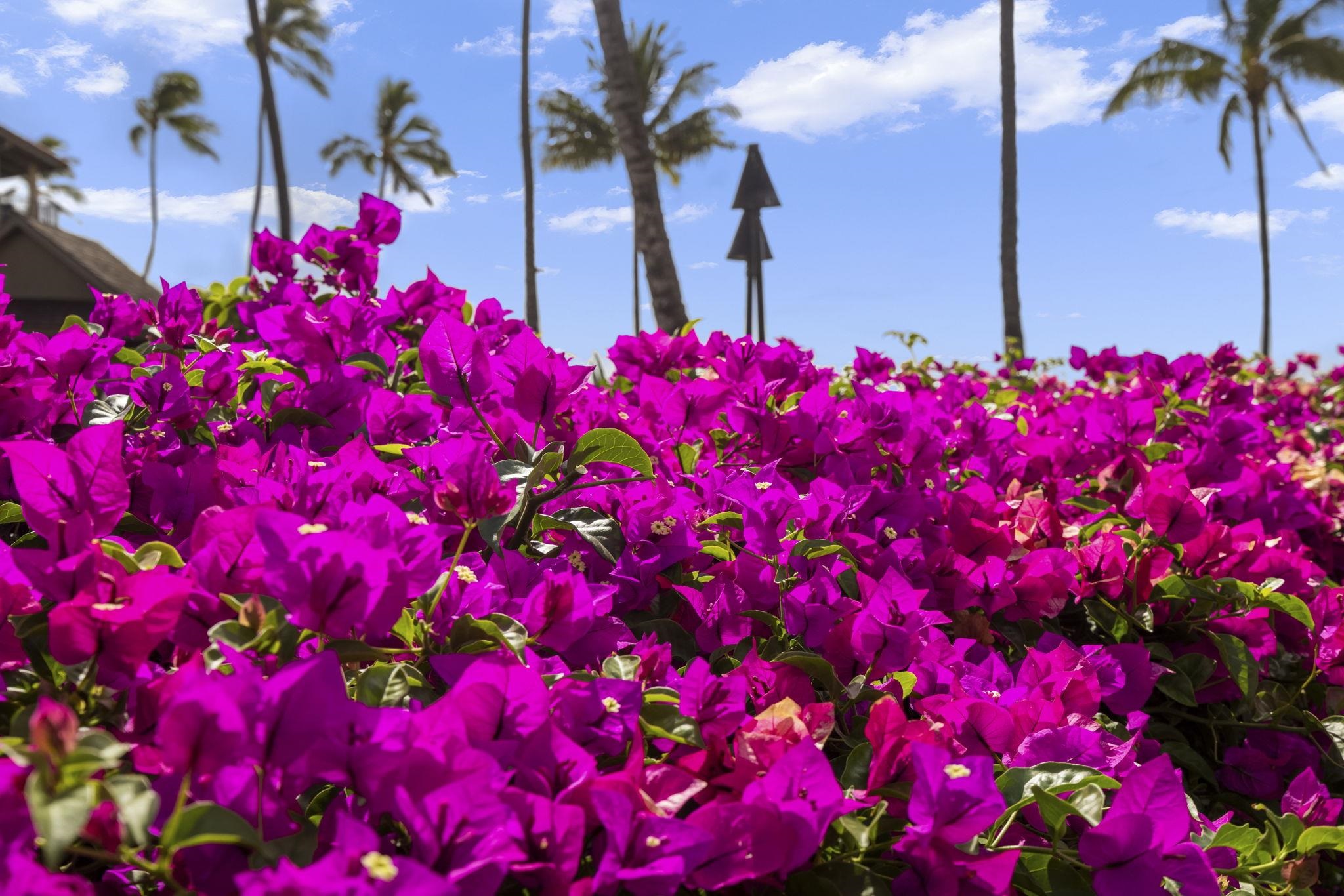 Papakea Resort I II condo # D101, Lahaina, Hawaii - photo 29 of 48