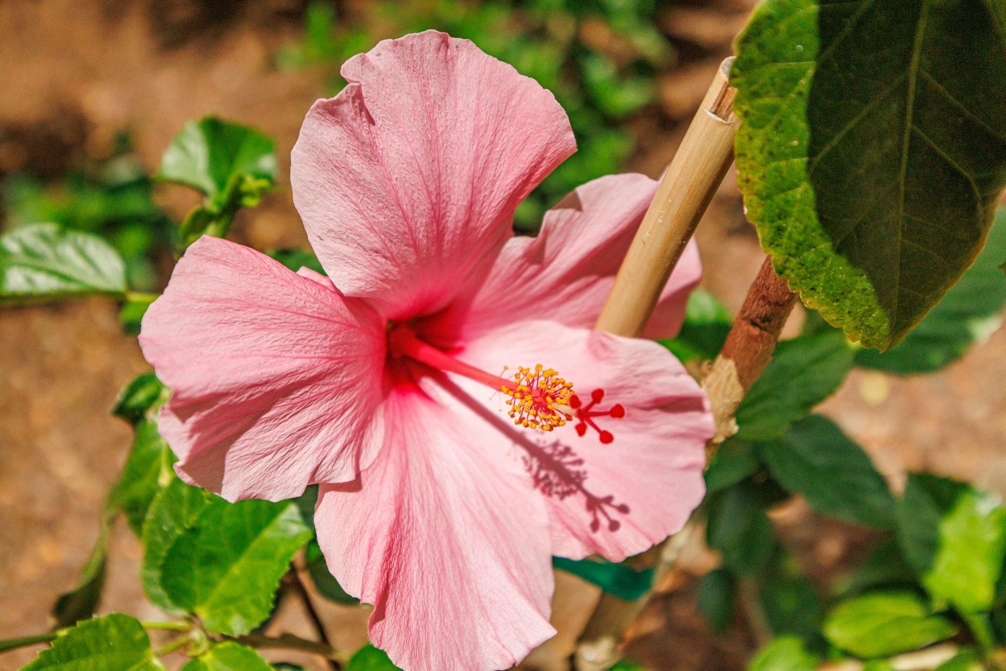 Papakea Resort I II condo # D-204, Lahaina, Hawaii - photo 32 of 43